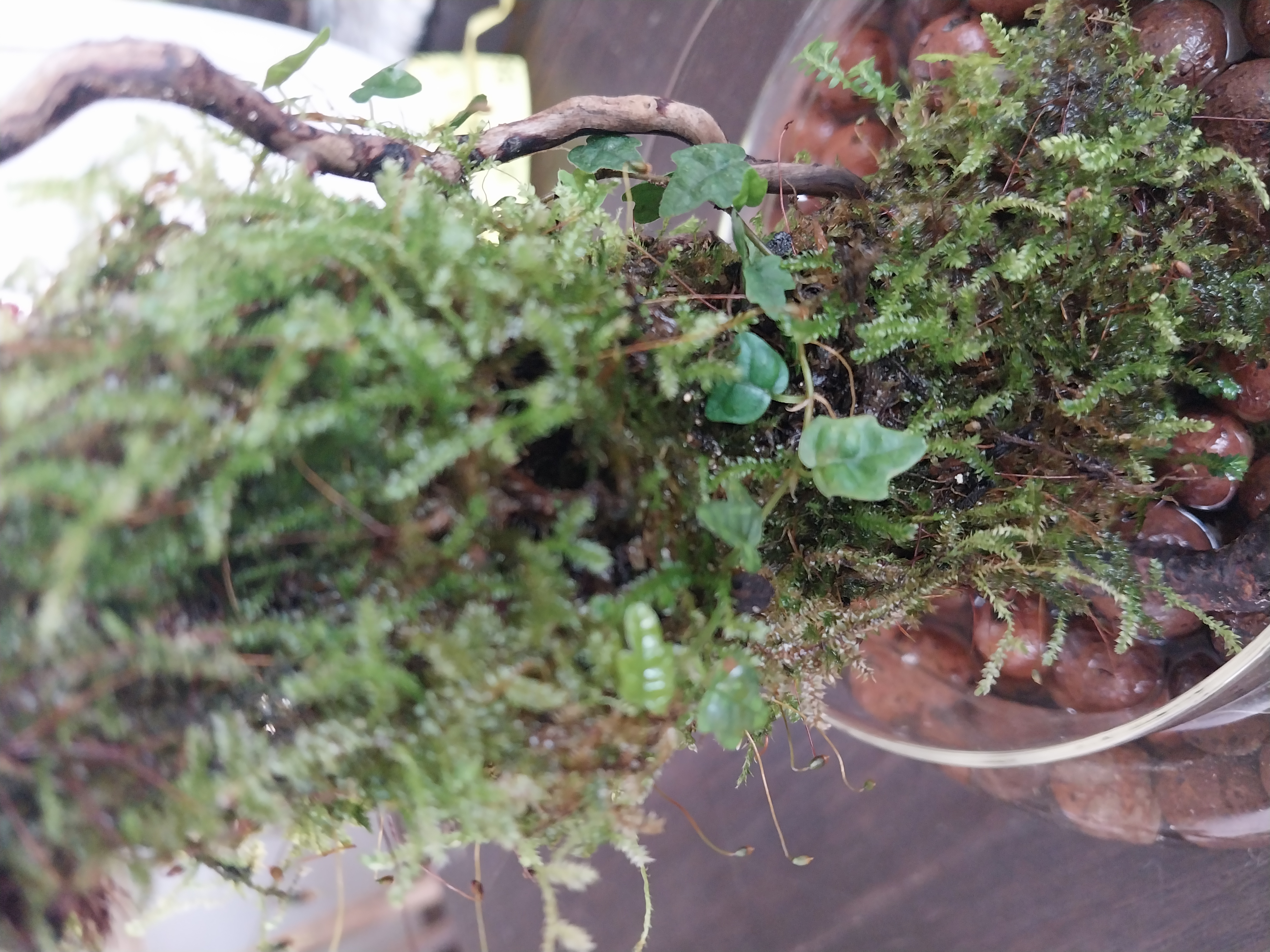 Miniature Dome Wick Terrarium