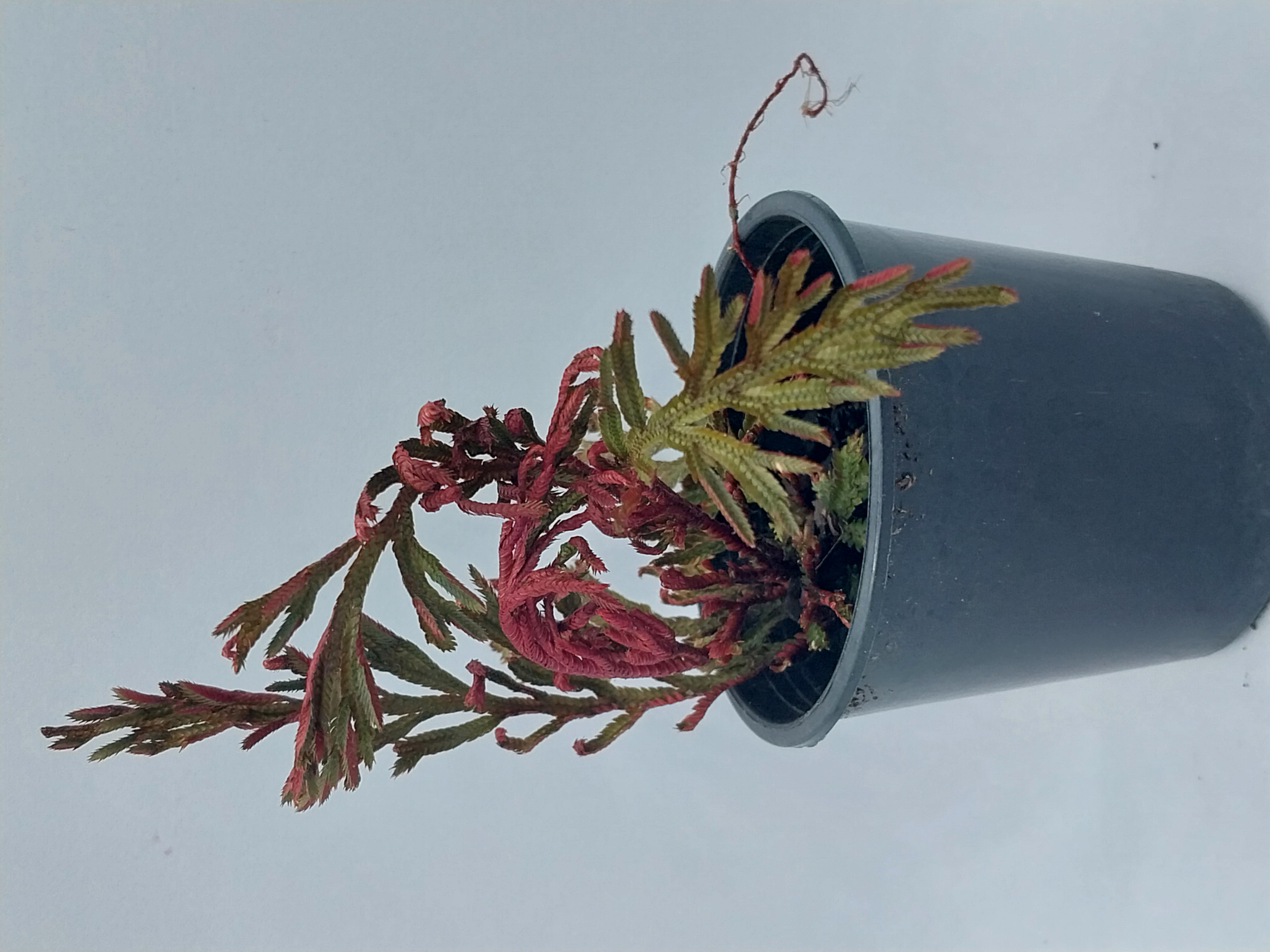 Selaginella Plants 