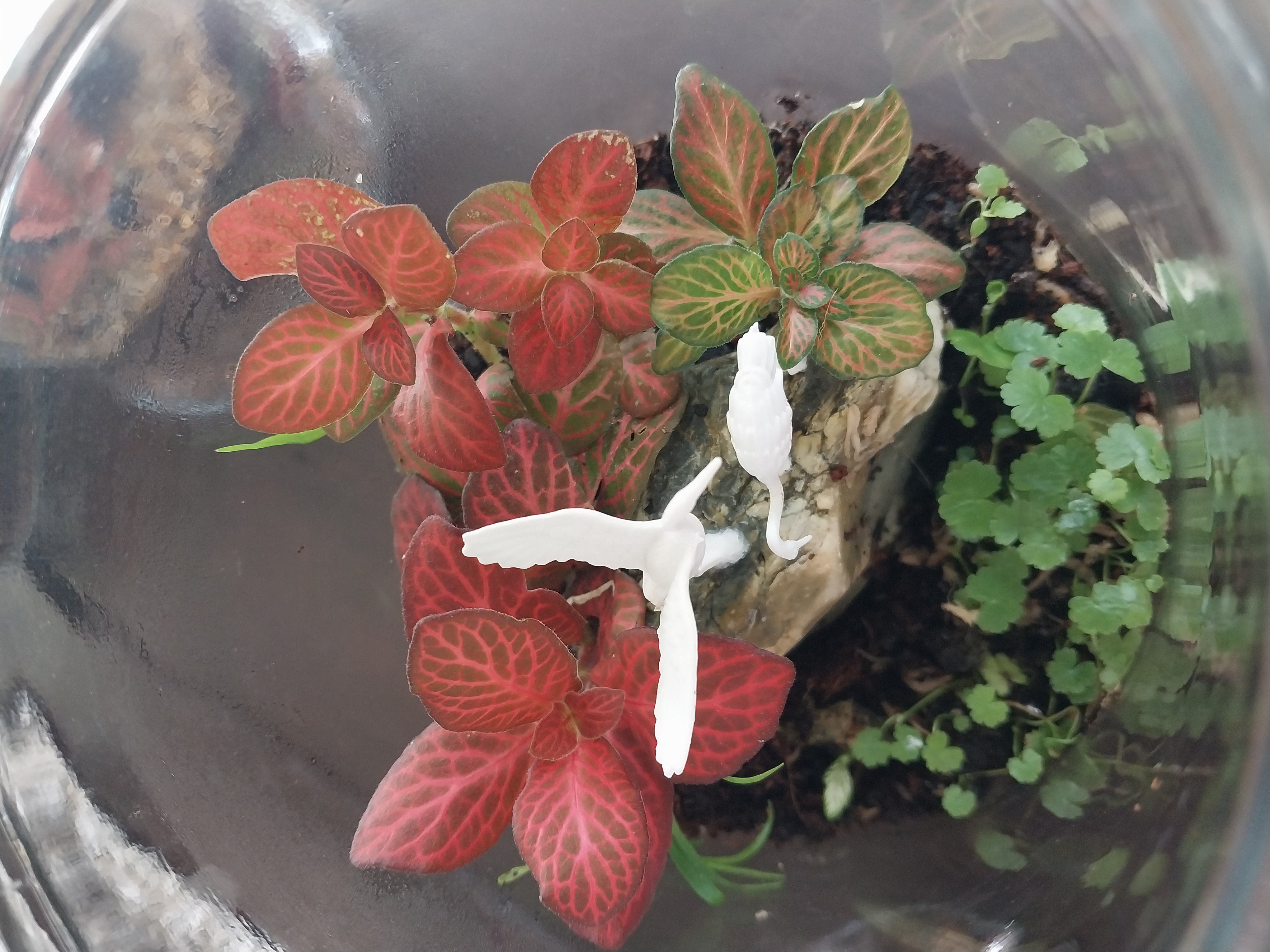 Medium cylinder terrariums 
