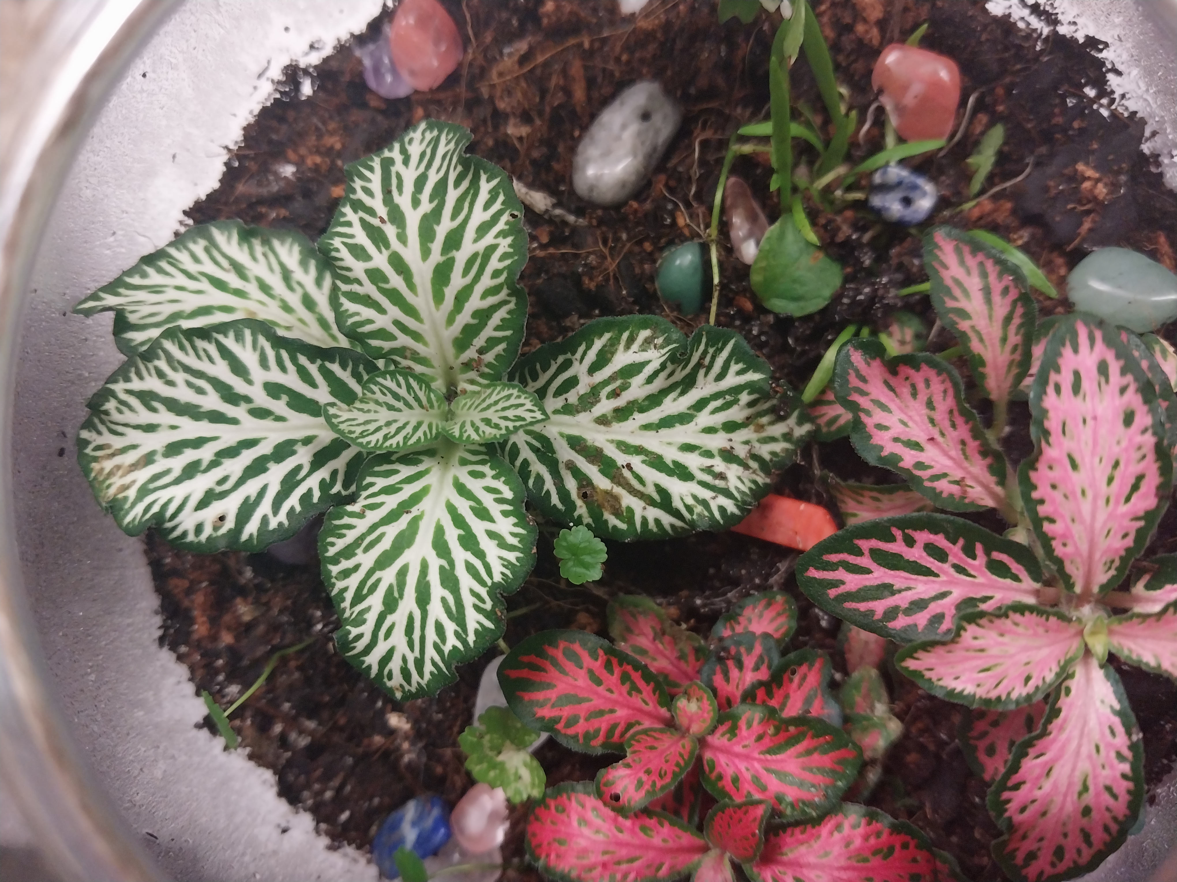 Hanging Terrariums