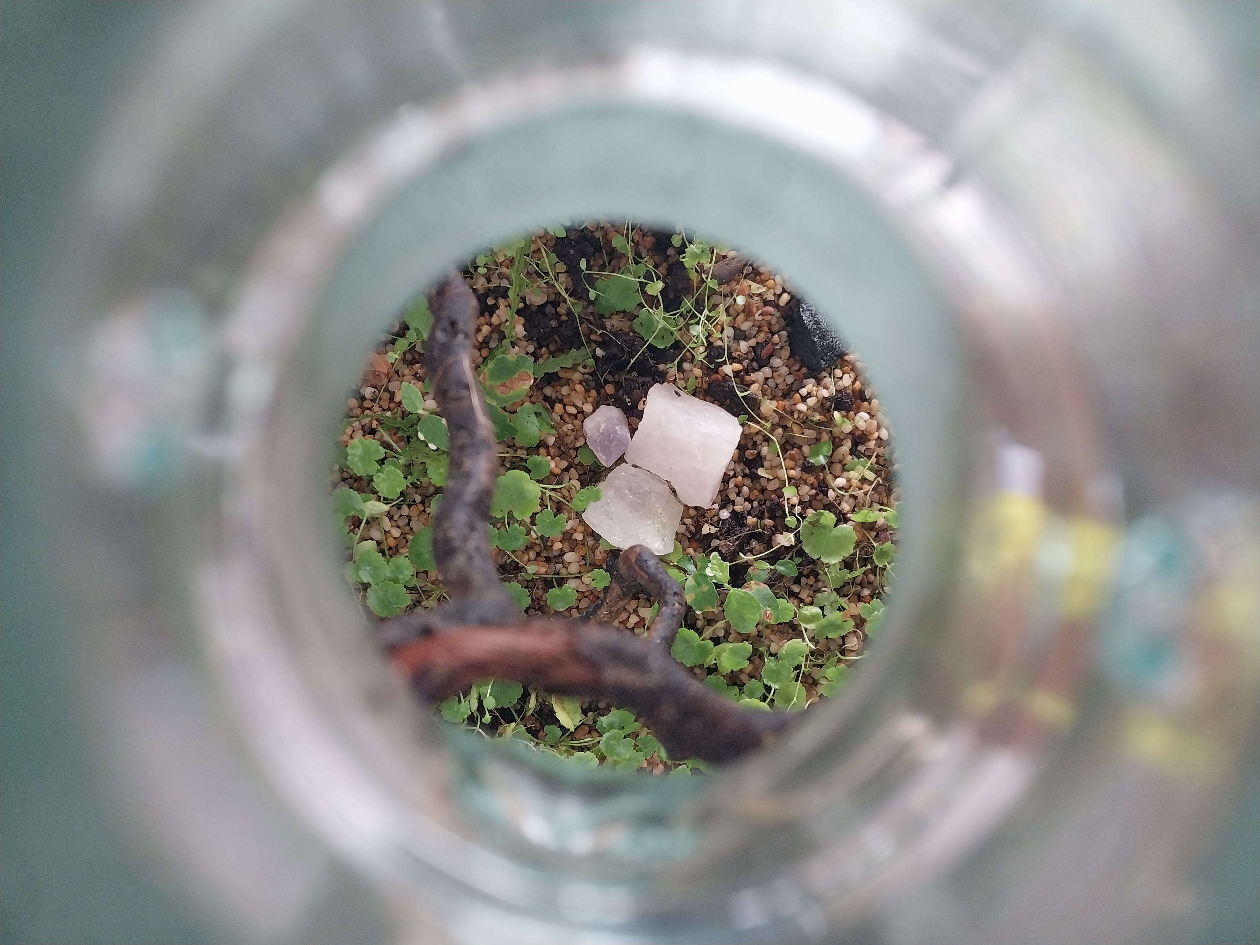 designer water jug terrarium 