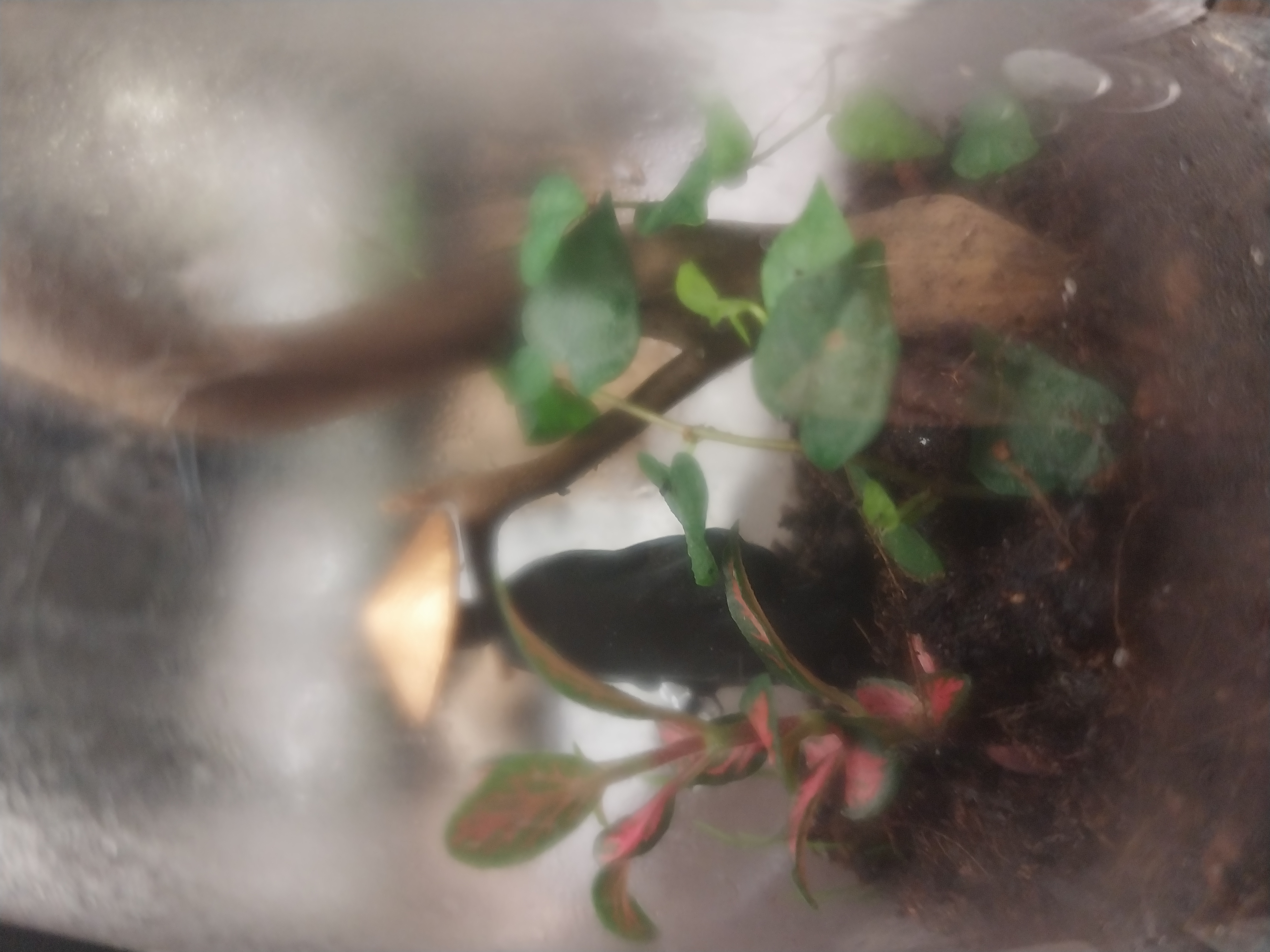 Glass Terrarium with Ninja