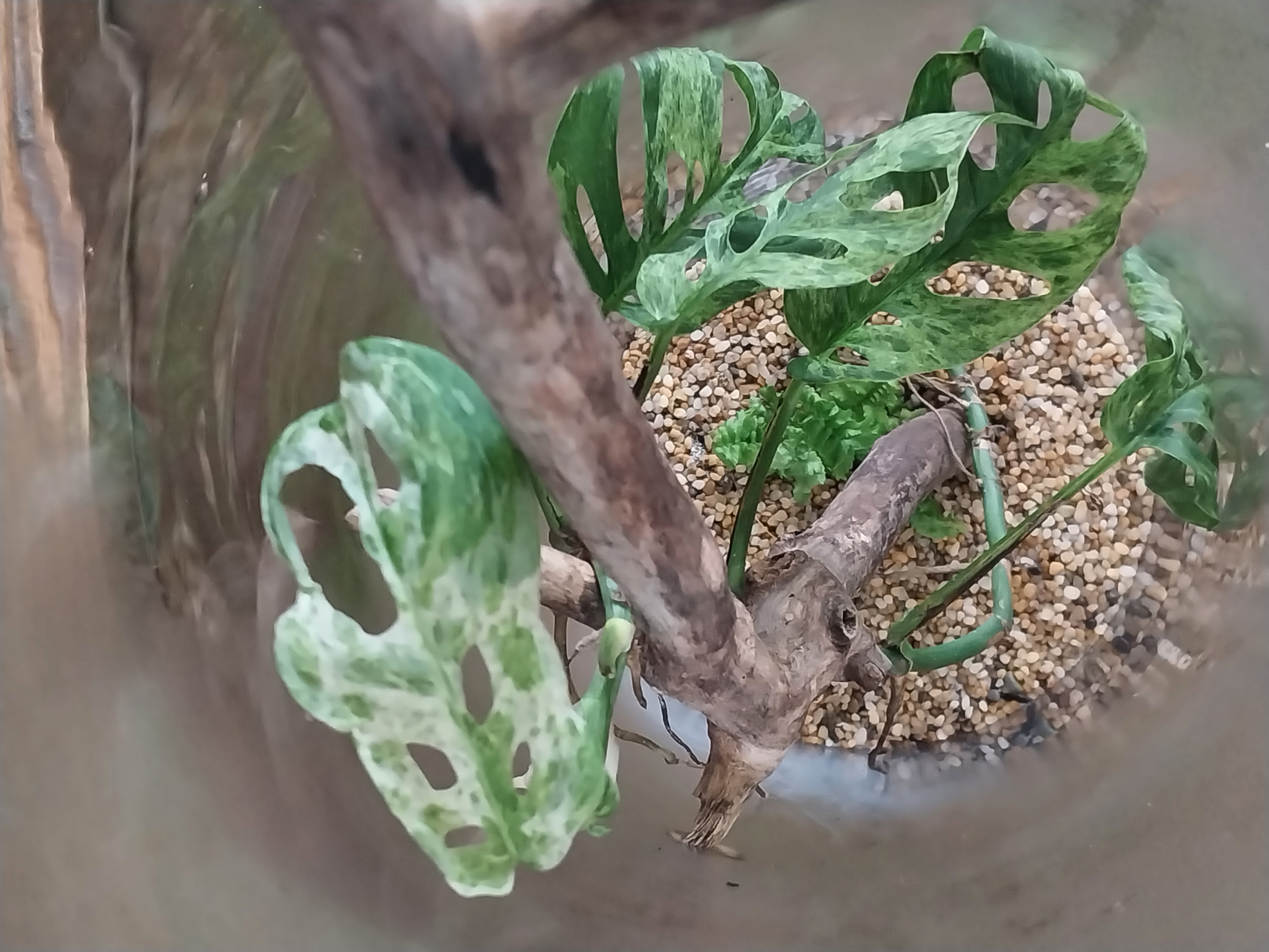 Extra Tall Glass Cylinder Terrariums