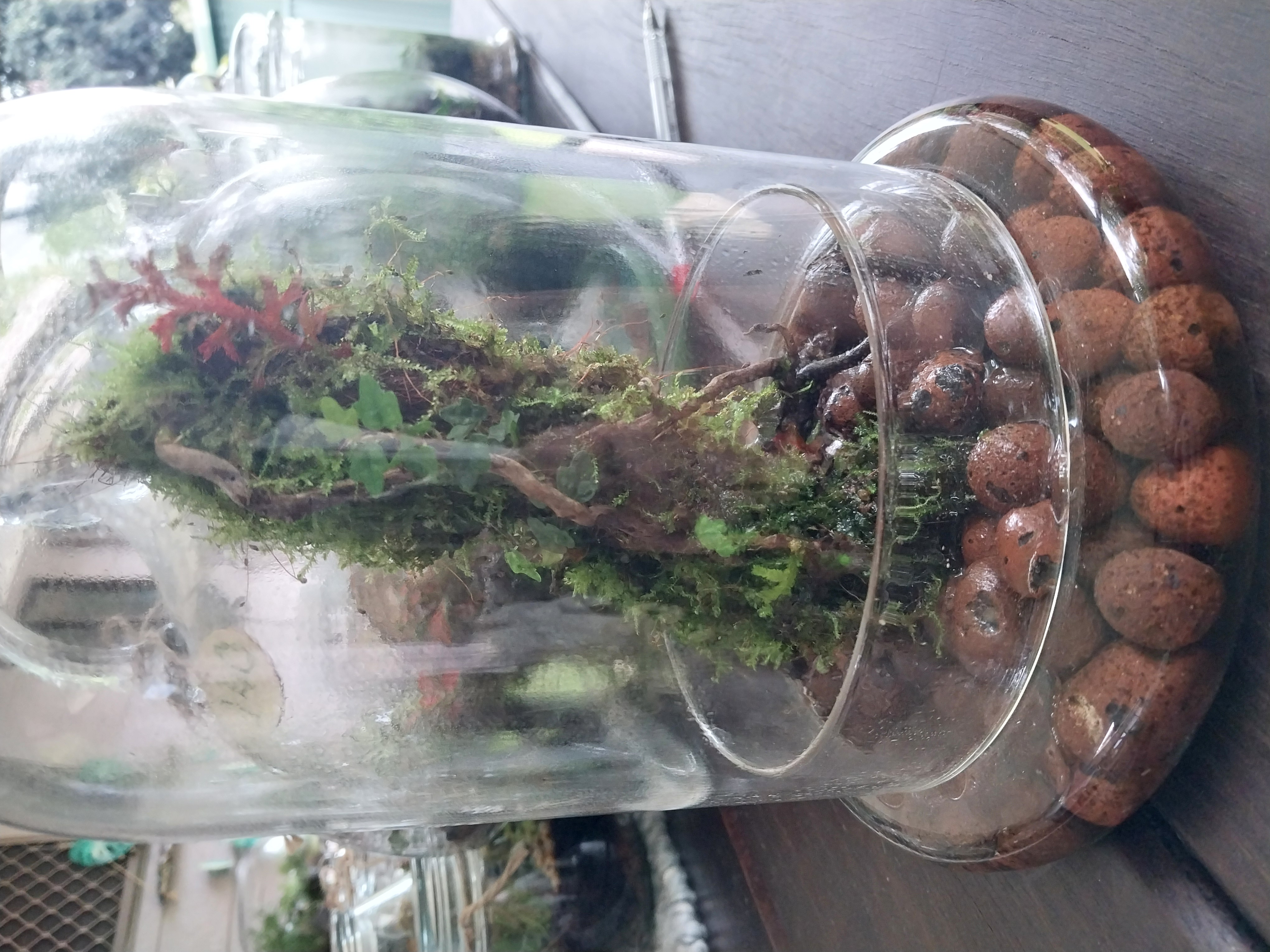 Miniature Dome Wick Terrarium
