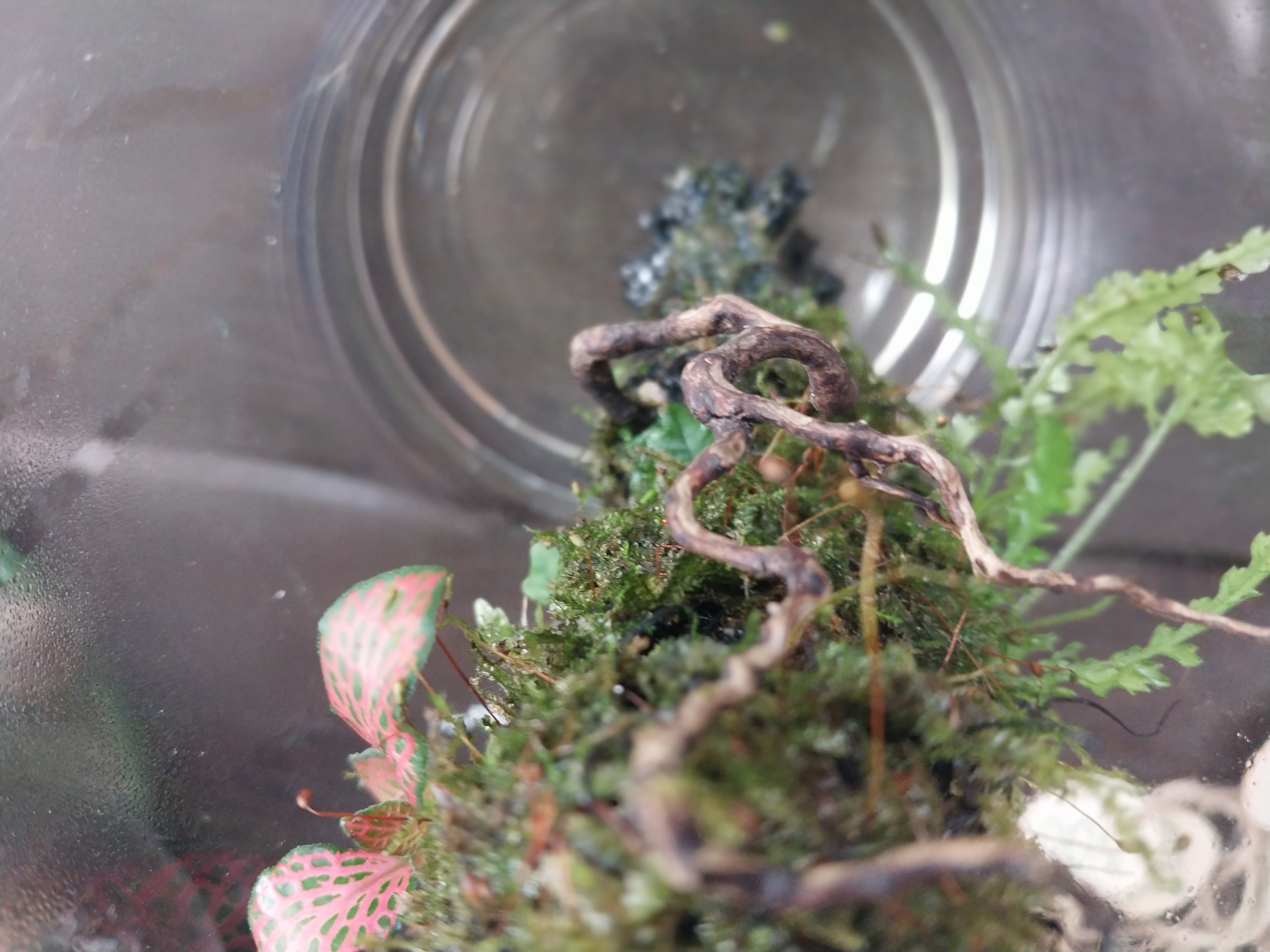 Medium moss Wick Terrarium 