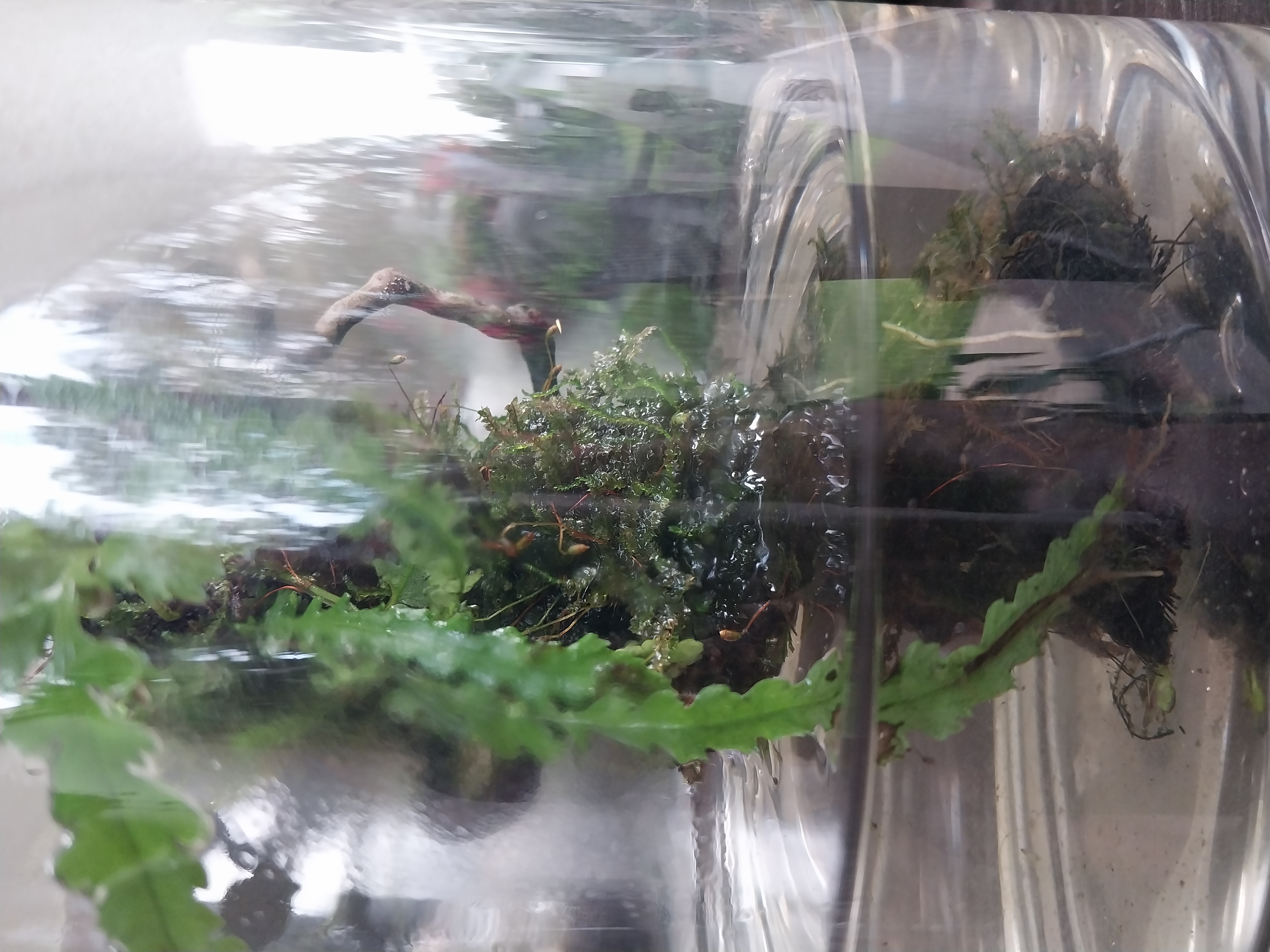 Medium moss Wick Terrarium