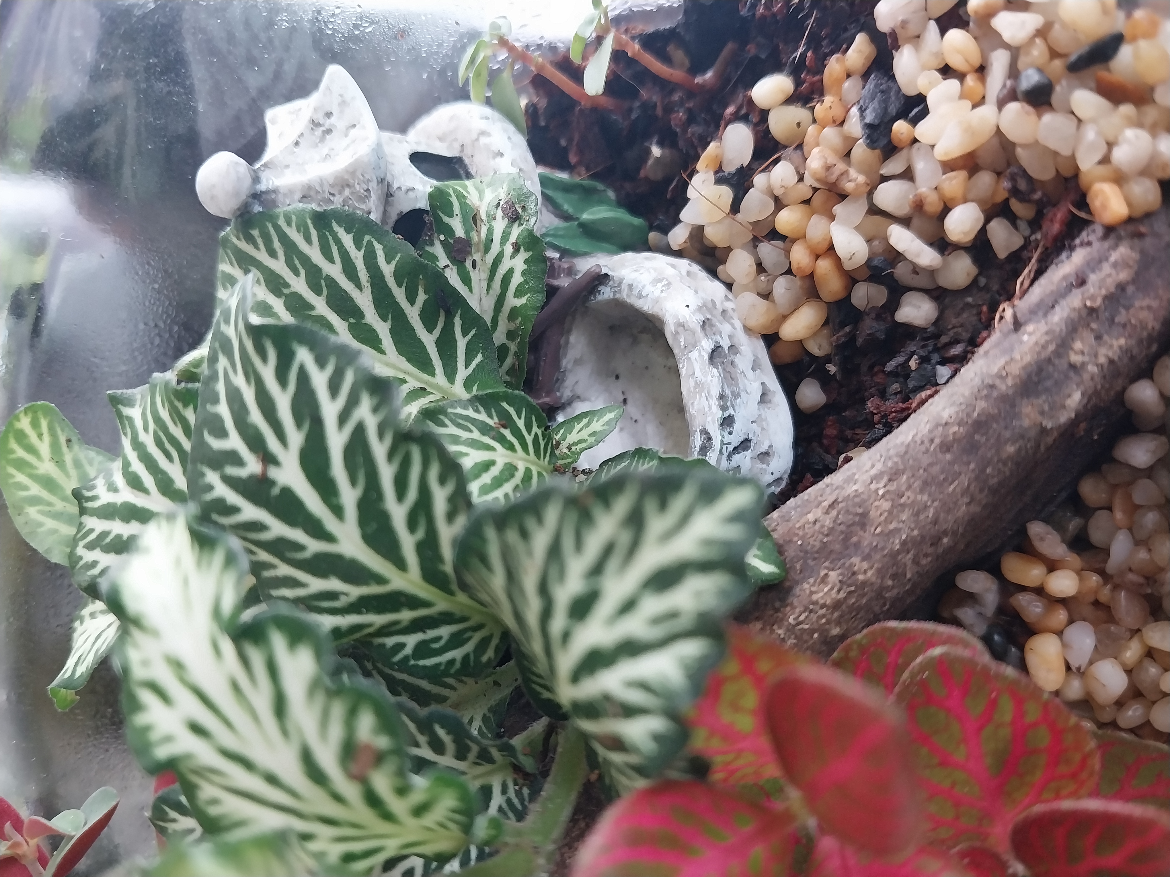 Japanese Garden Terrarium