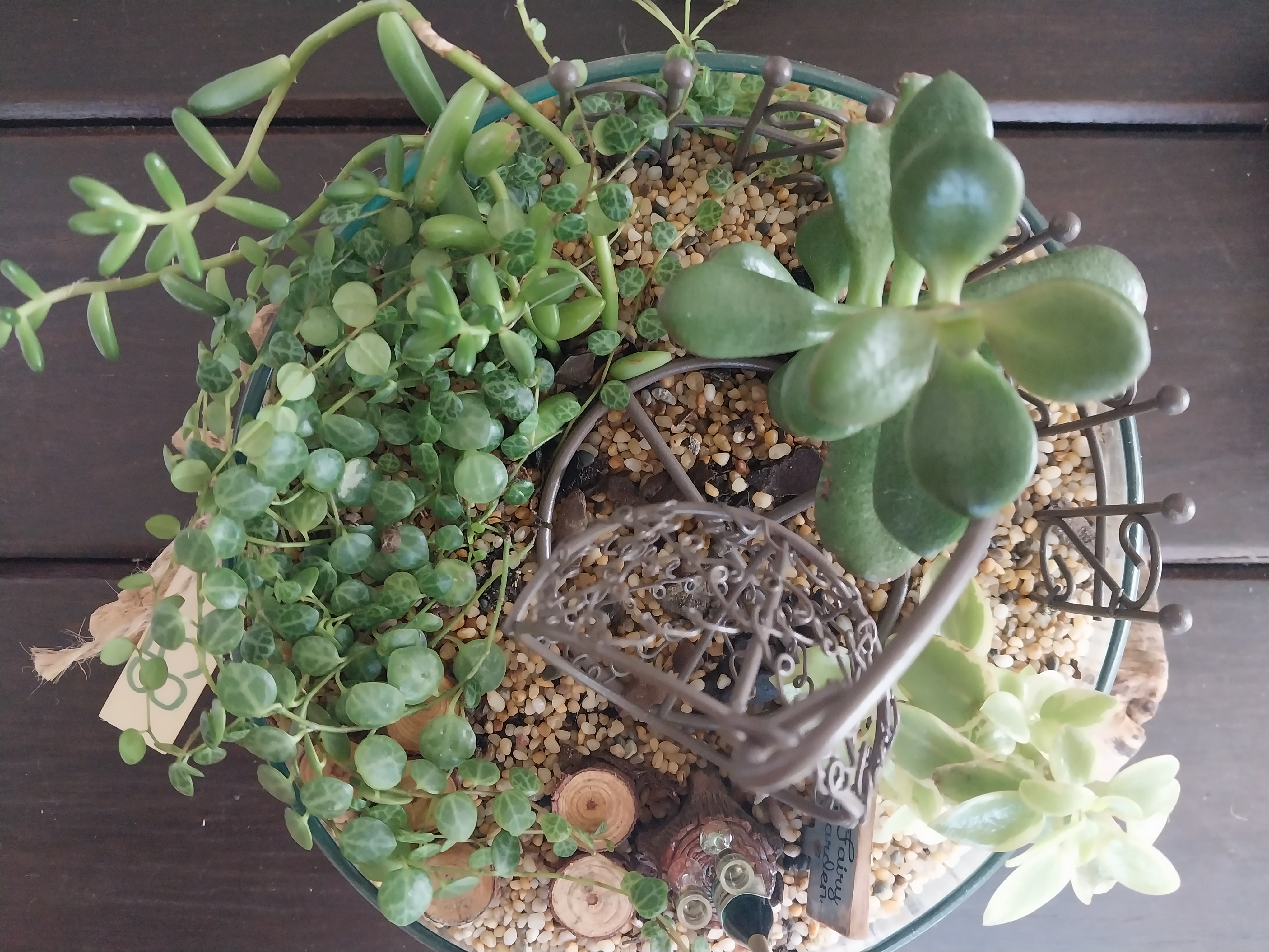 Open Molten glass terrariums on hardwood bases 