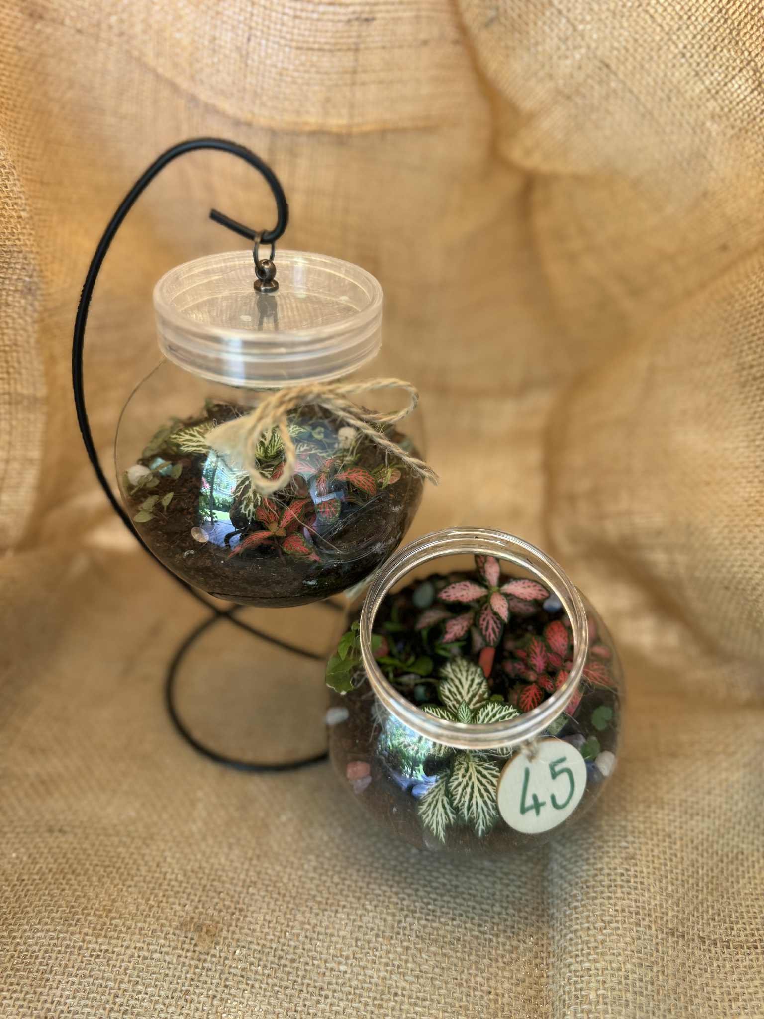 Hanging Terrariums