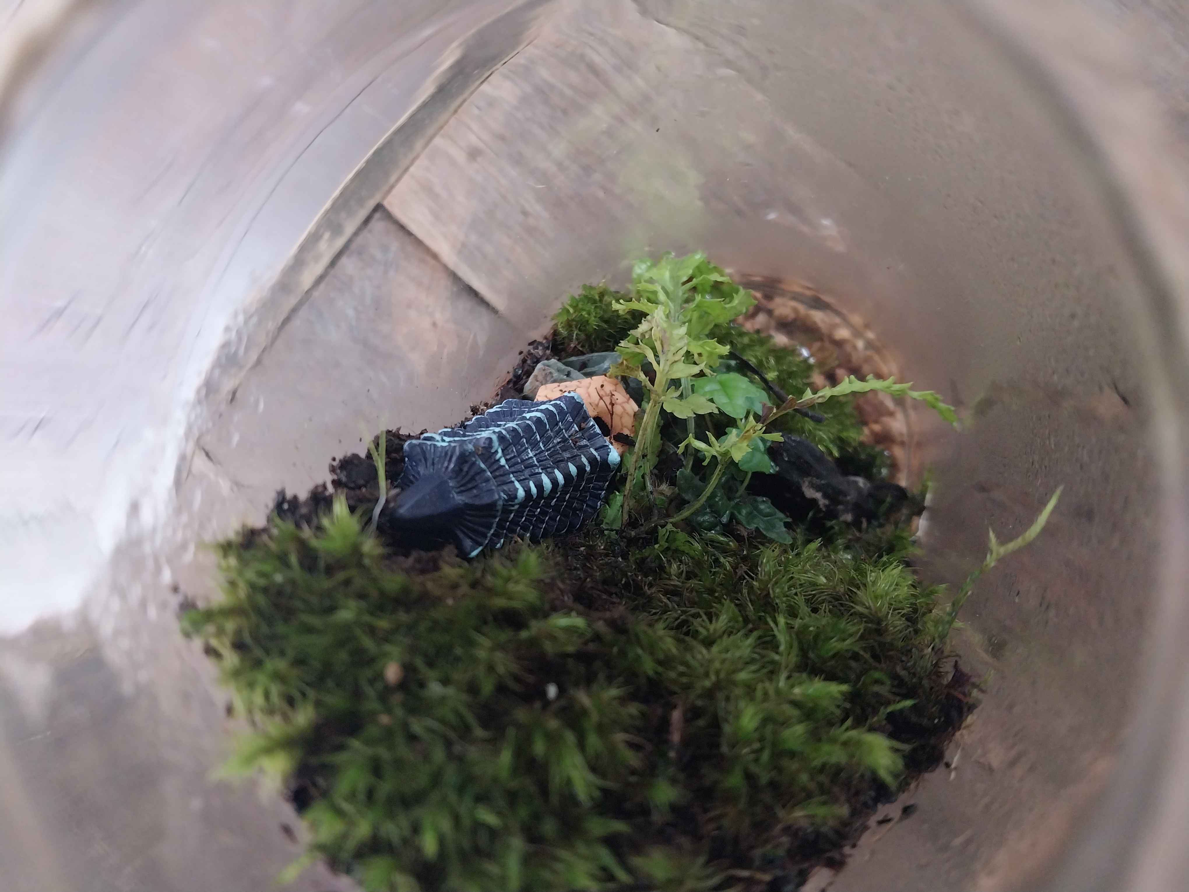 Vertical Moss-wall Paludarium's 
