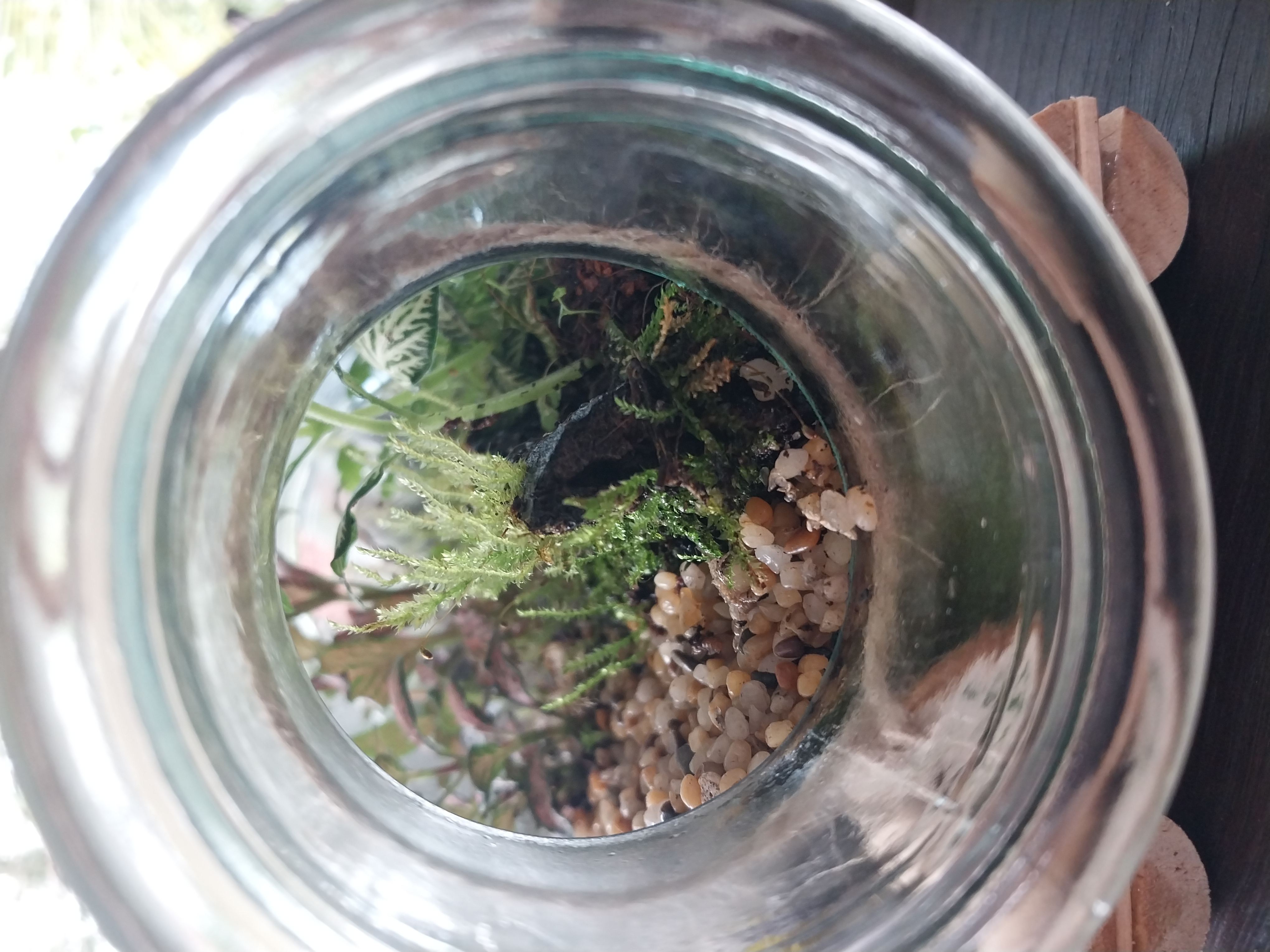 Horizontal Bottle Terrarium 