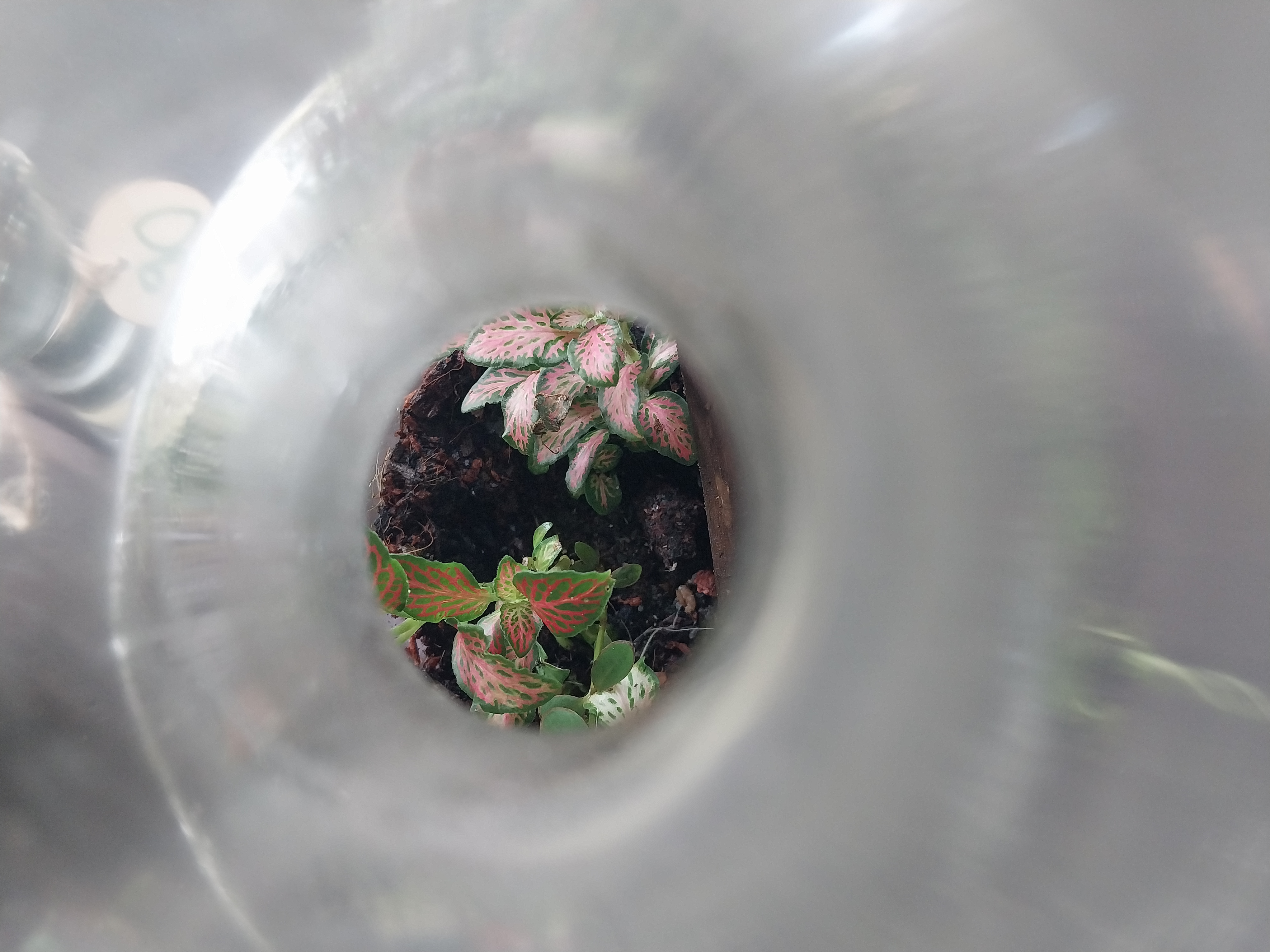 Crystal decanter terrarium with semi precious rocks 