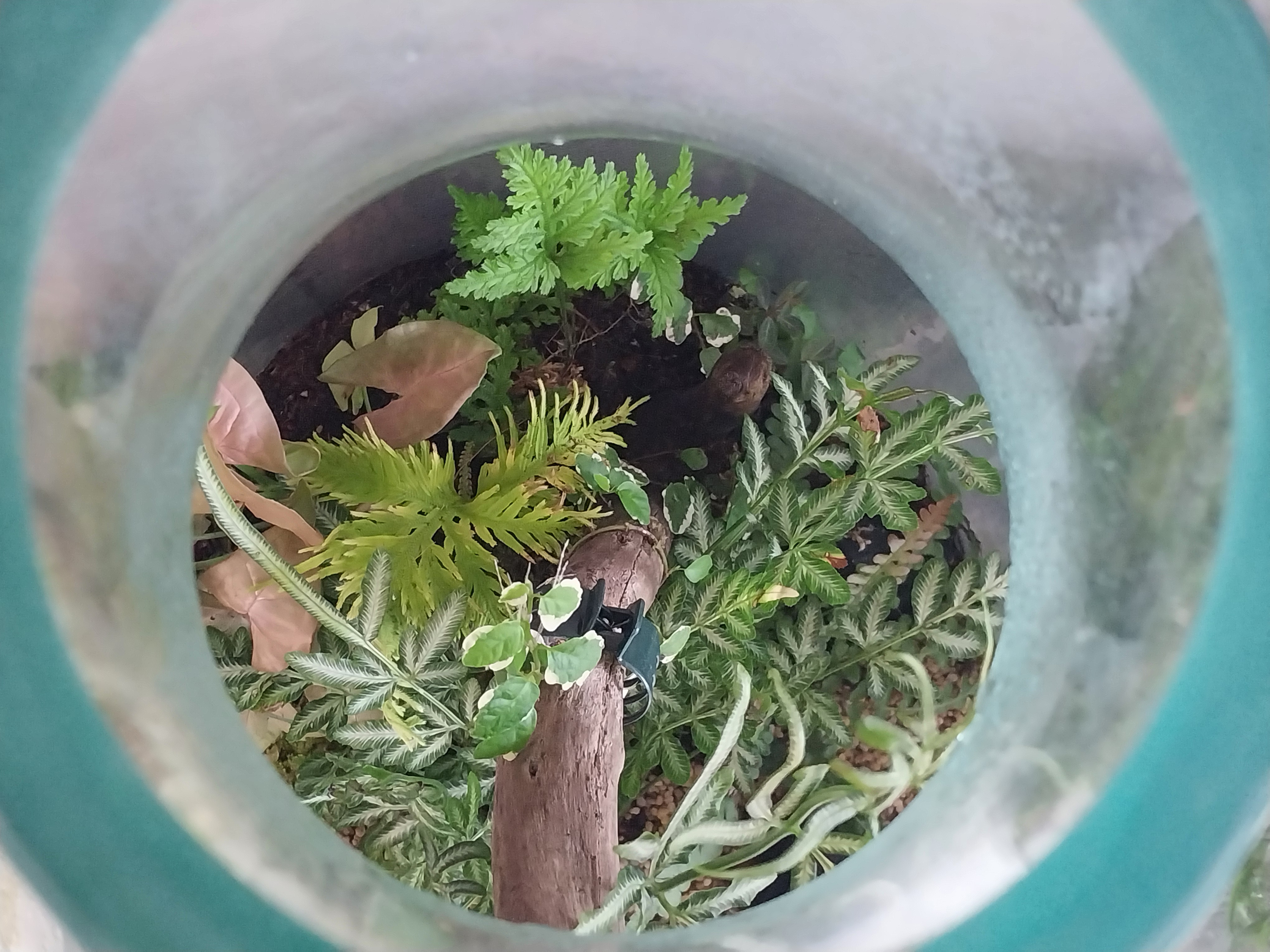Imported Handcrafted Glass Bottle Terrarium