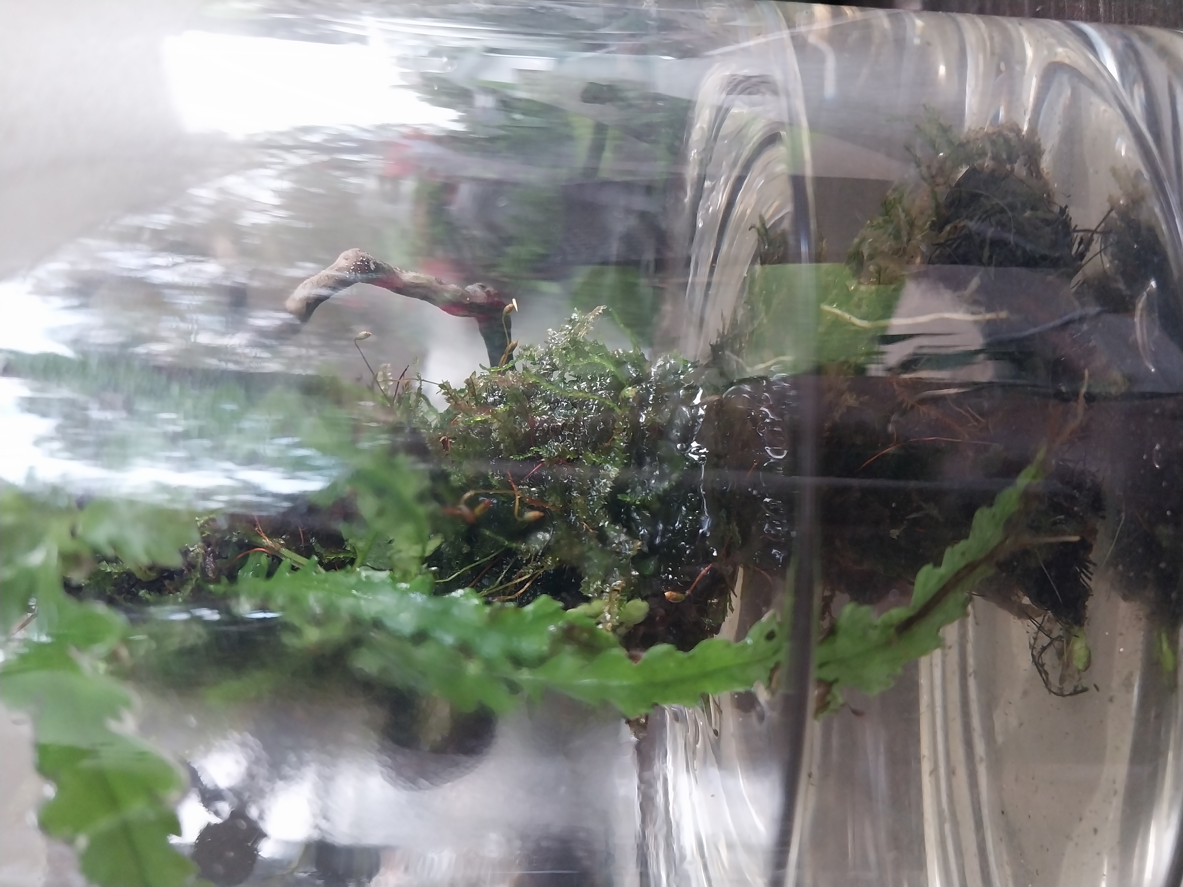 Medium moss Wick Terrarium 