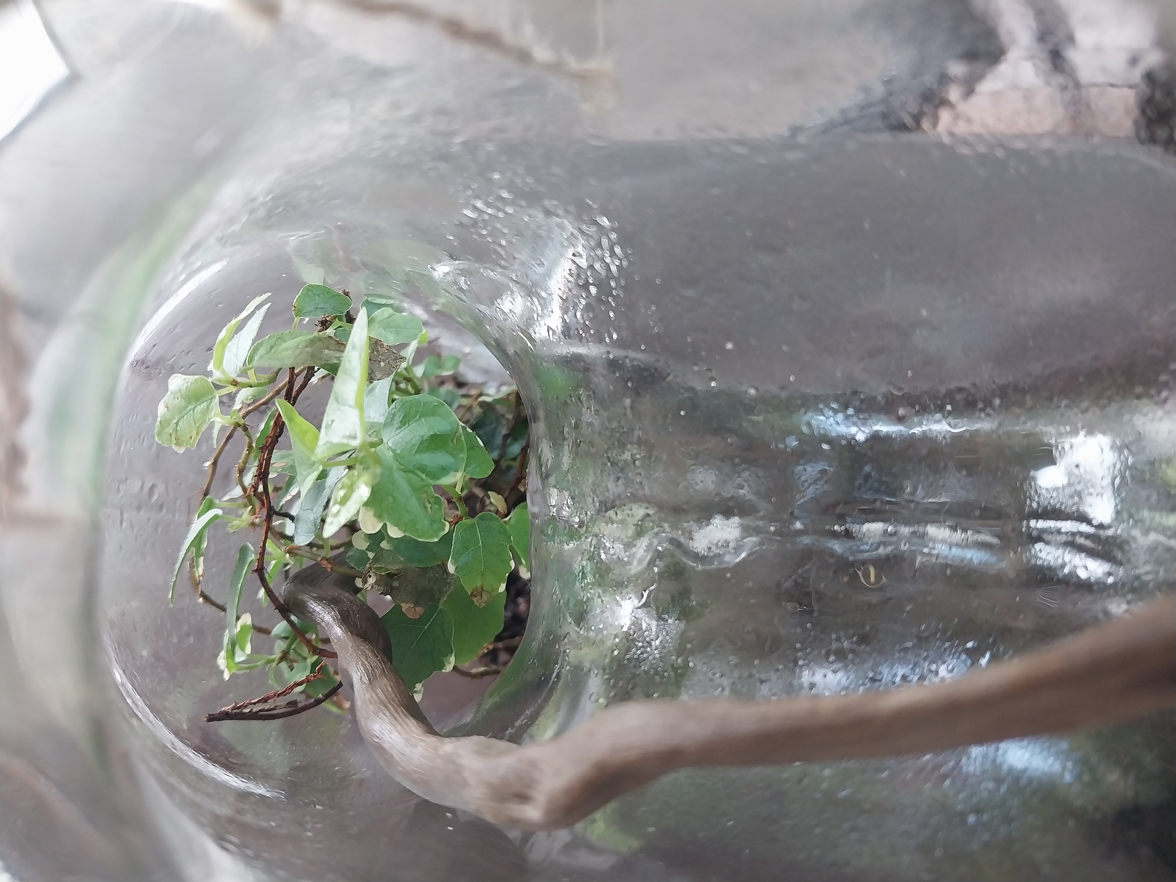 Donut glass terrariums