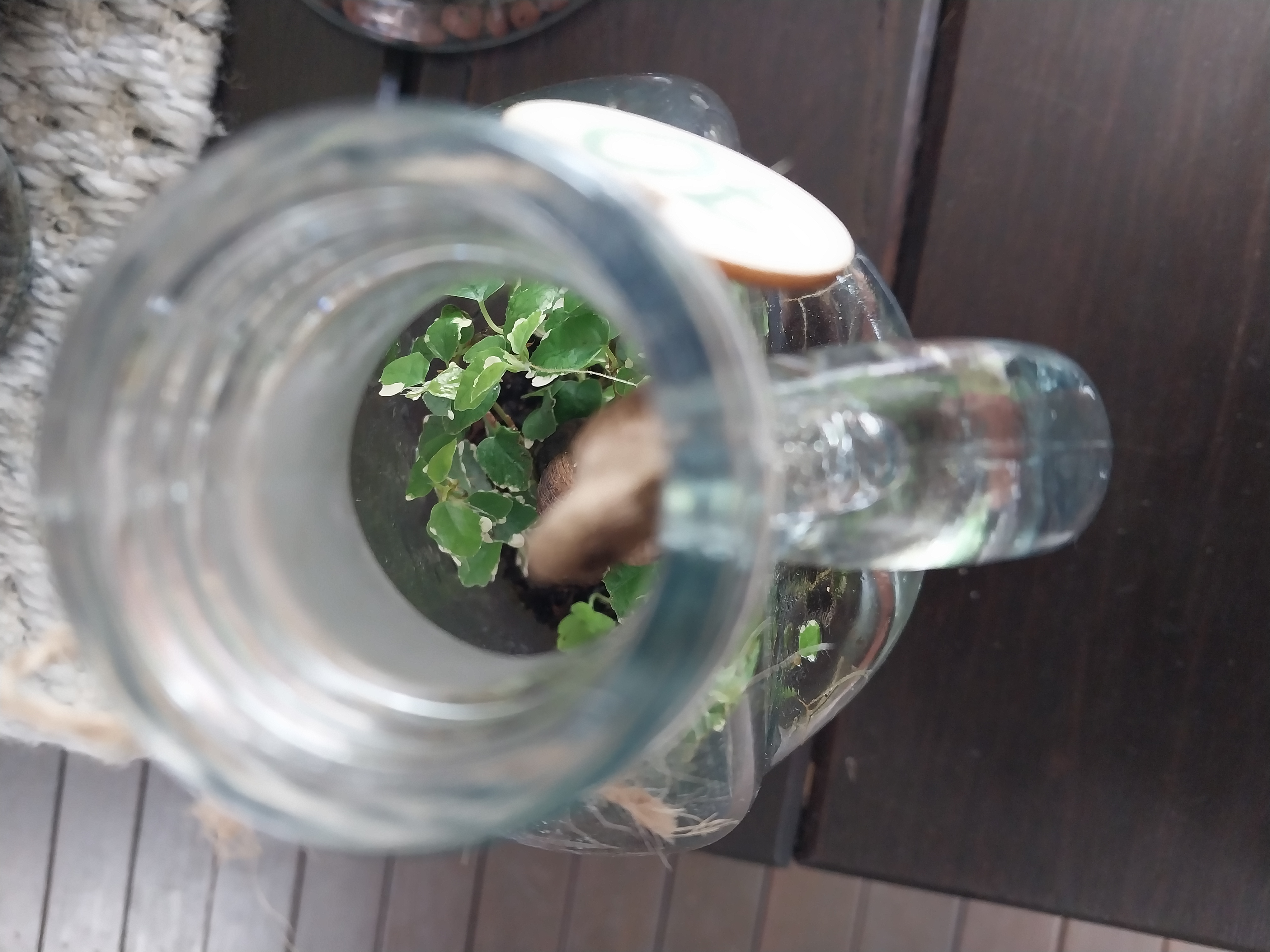 Medium Glass Bottle Terrarium