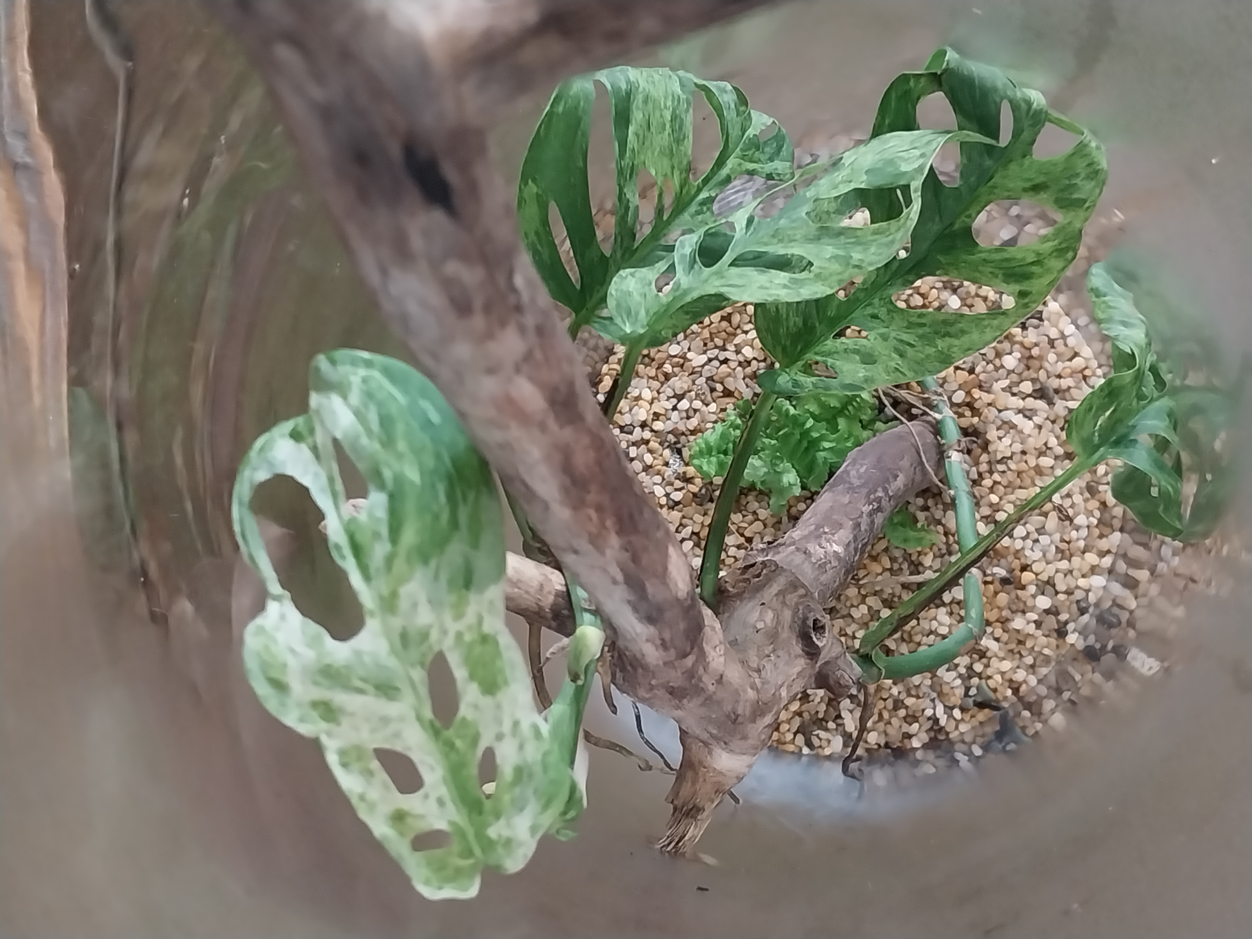 Extra Tall Glass Cylinder Terrariums