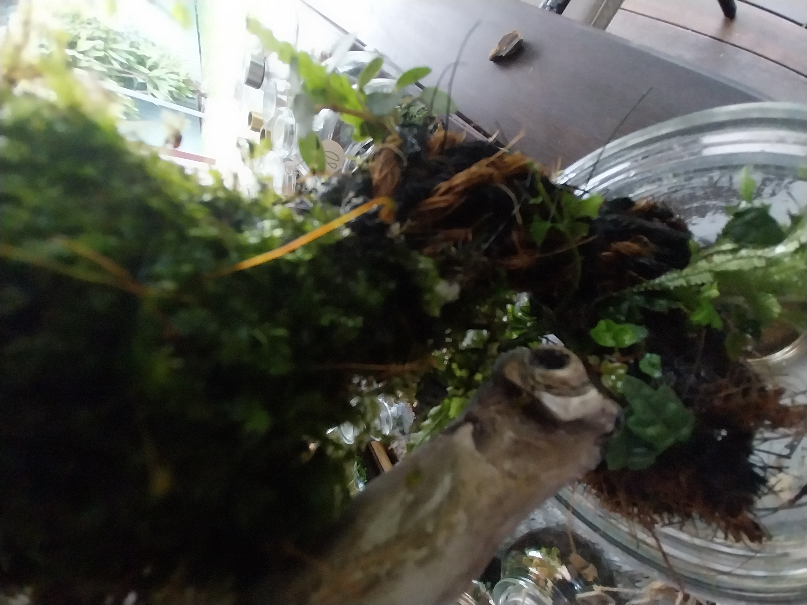 Tall Moss Wick Terrarium
