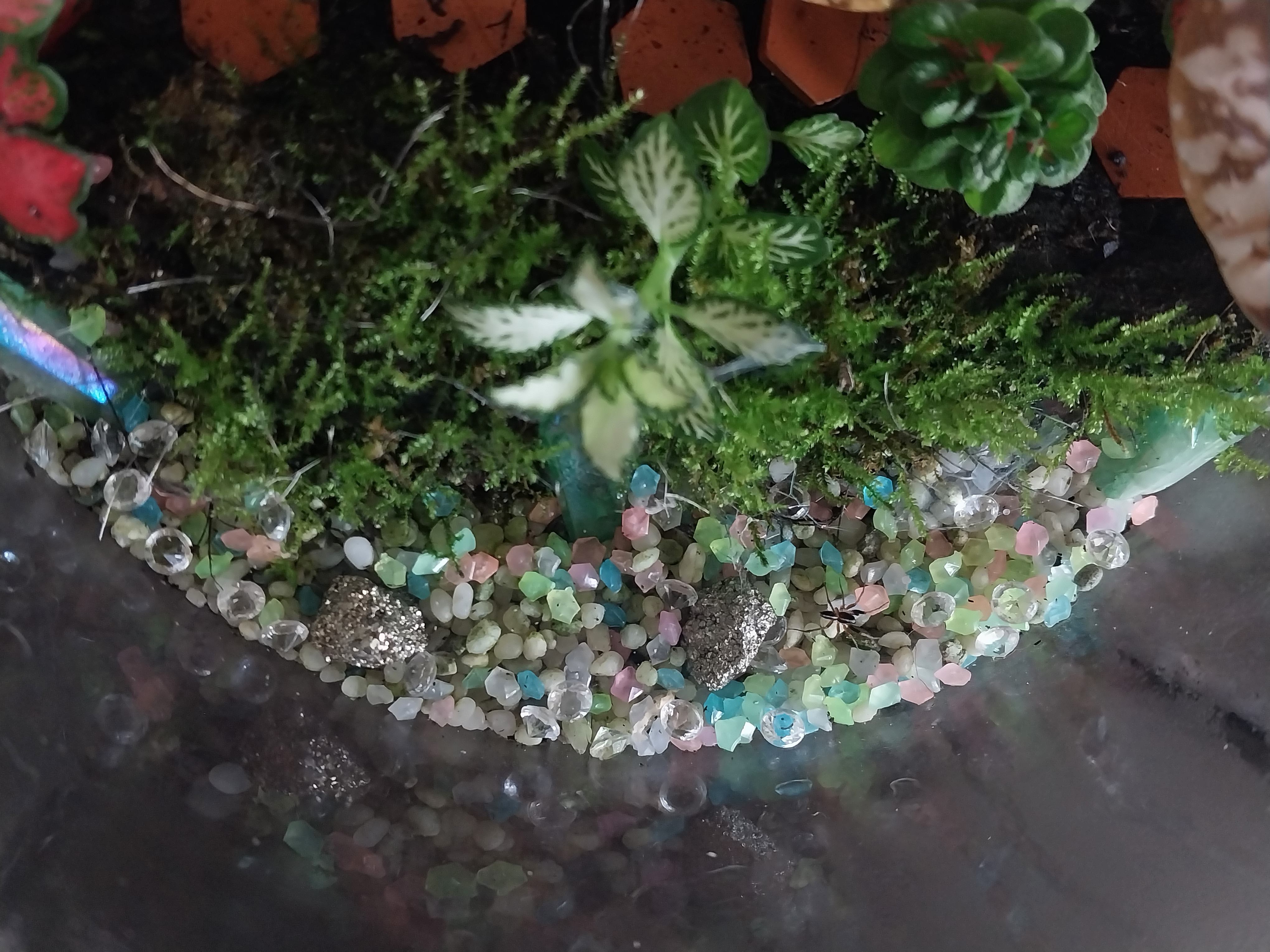 Enchanted Terrarium Jar