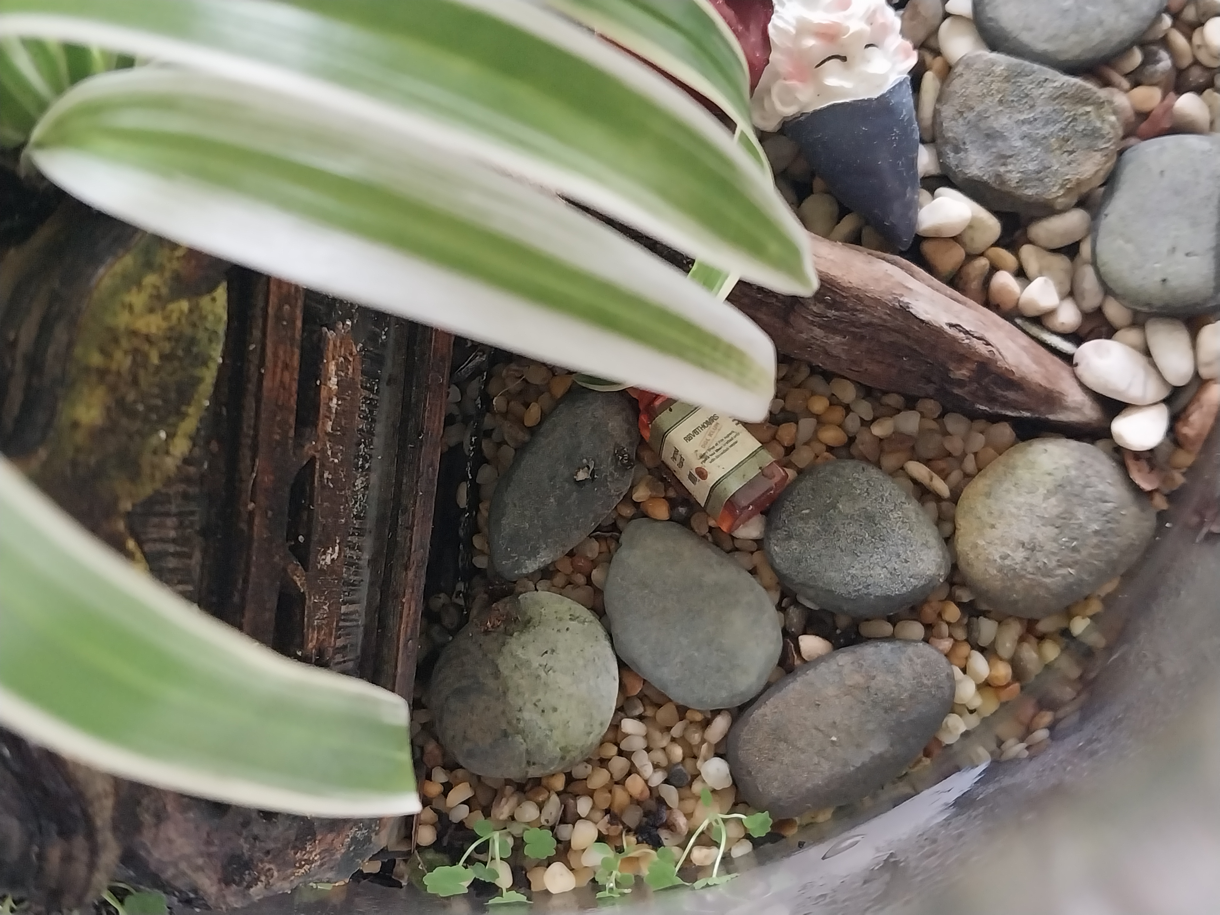 Glass Jar Terrarium