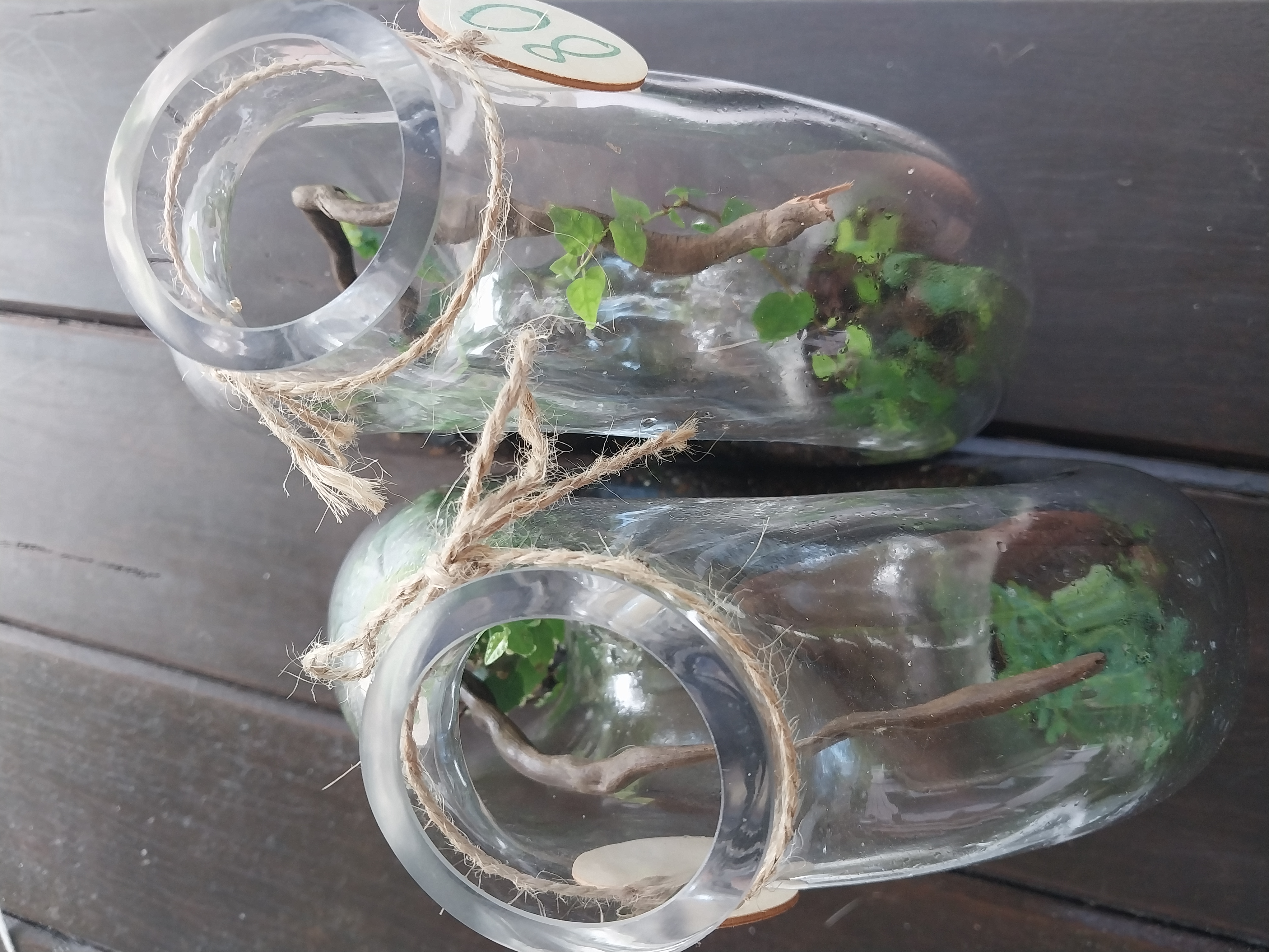 Donut glass terrariums