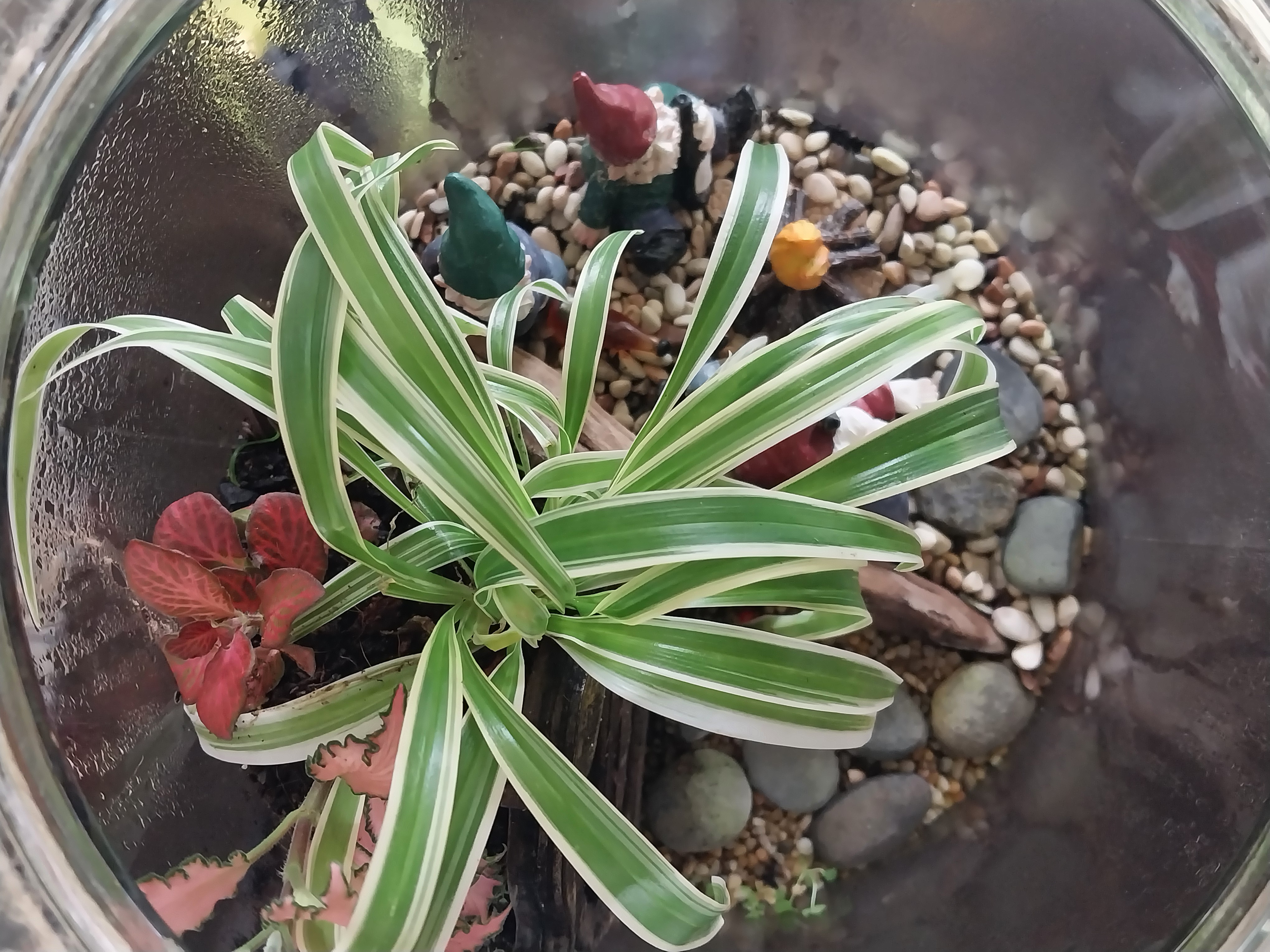 Glass Jar Terrarium