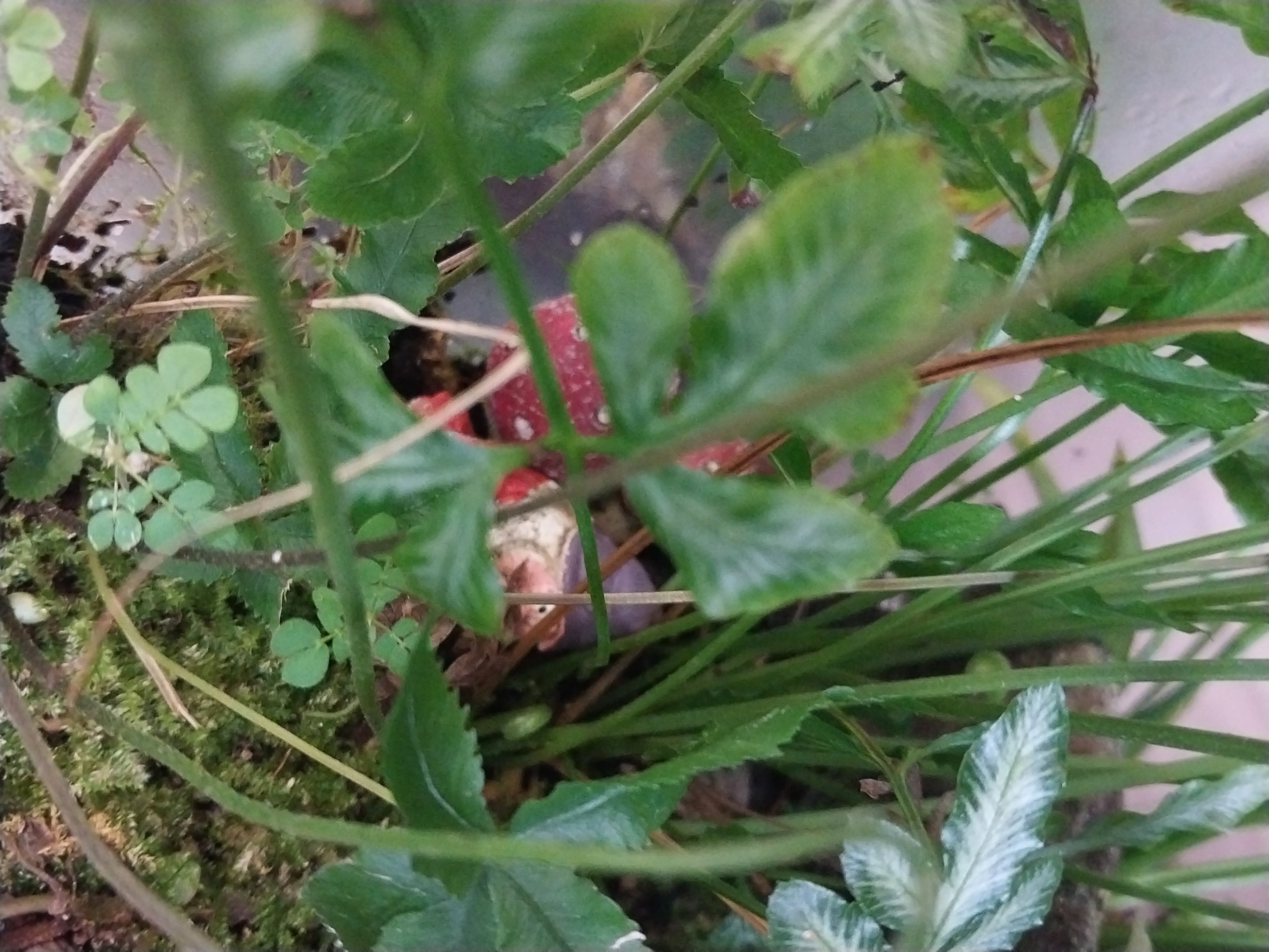 Extra Large Fairy Garden Terrarium