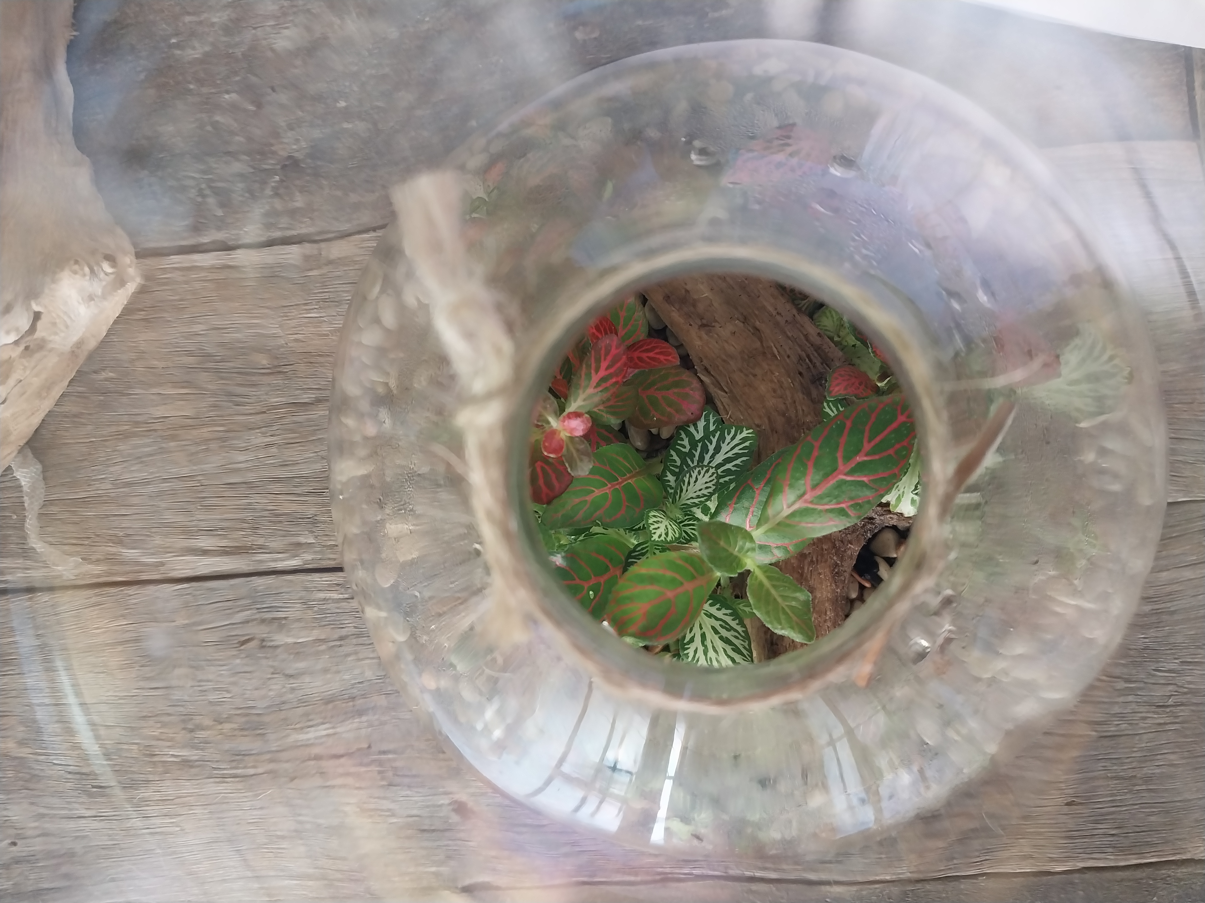 Beautiful iridescent carafe terrarium 