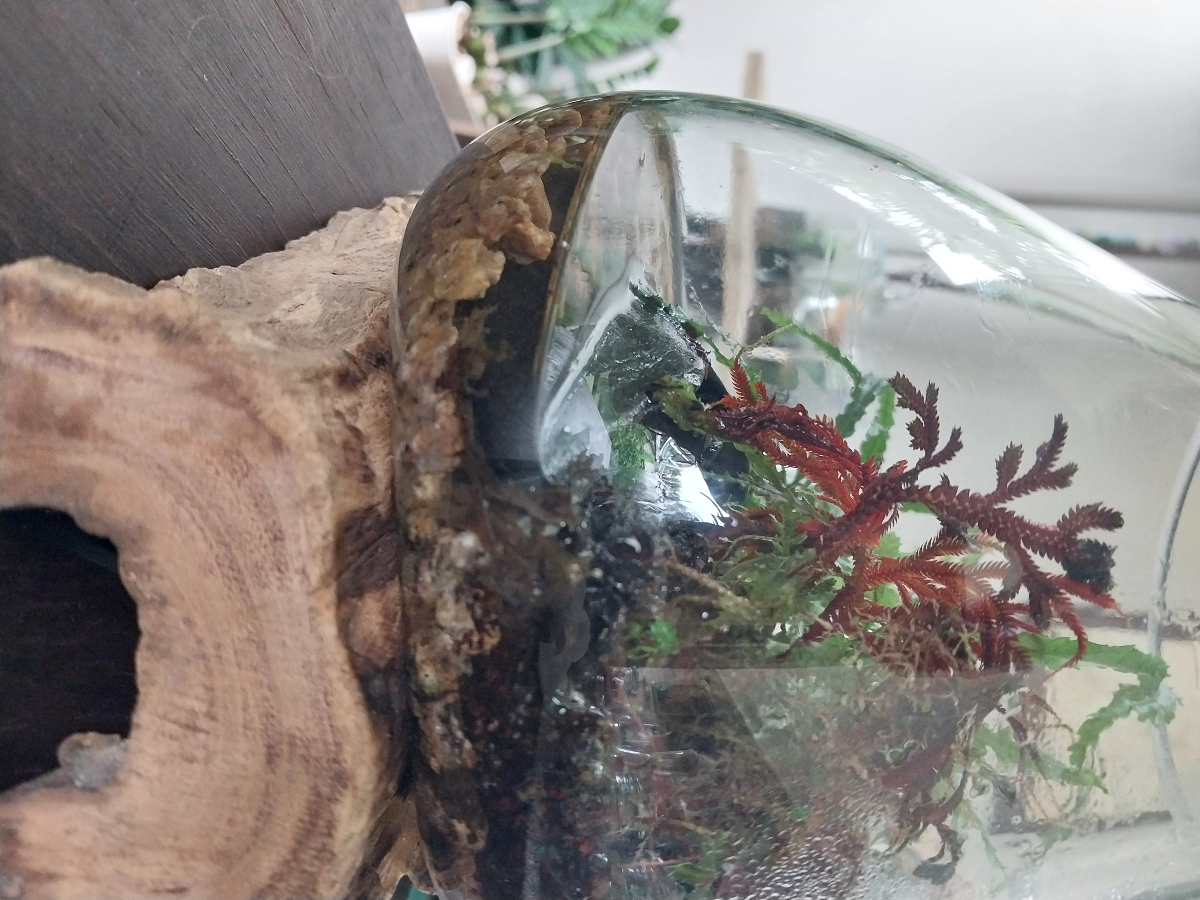 Handmade Glass Paludarium 