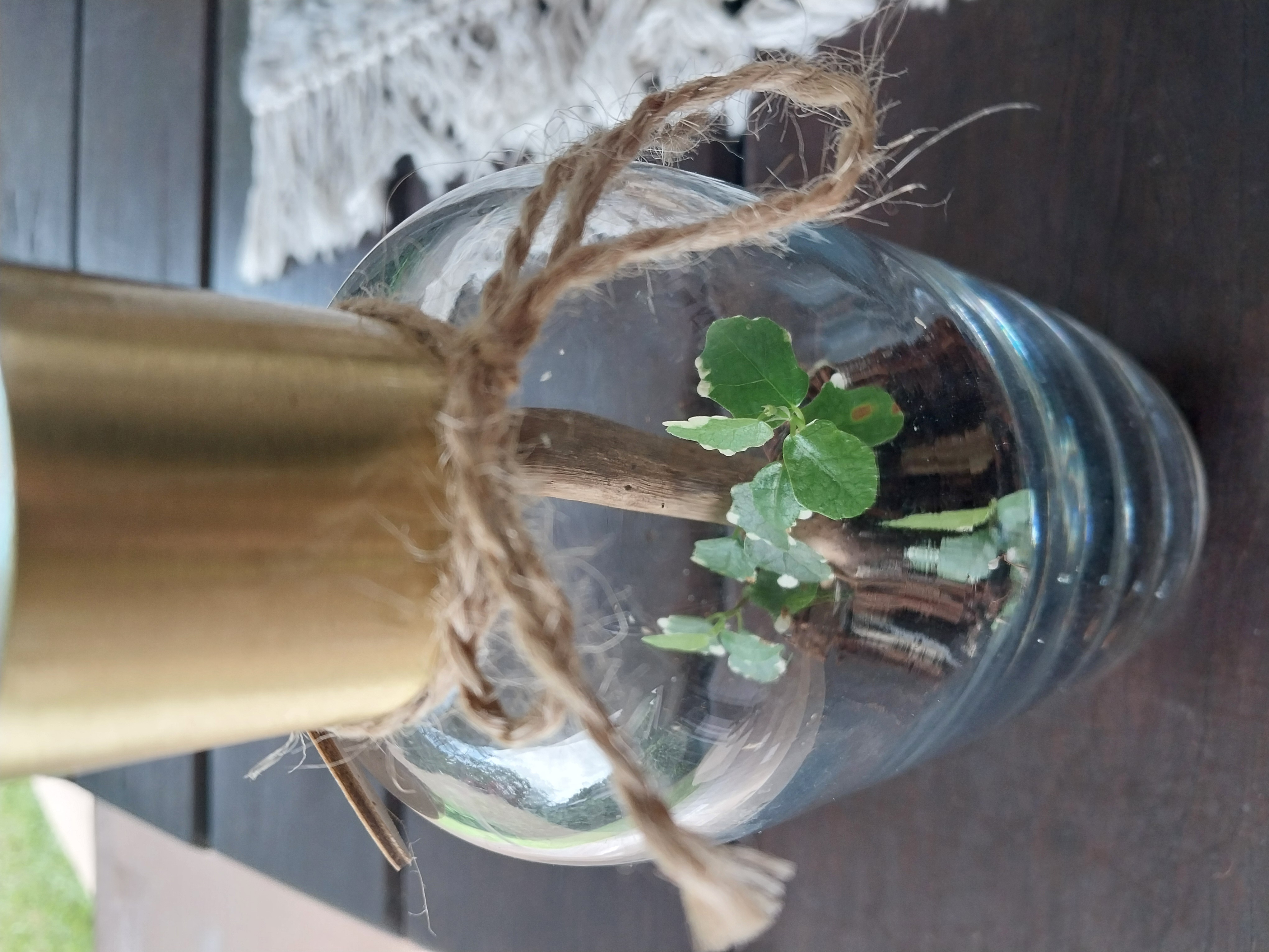 Terrarium lamps!