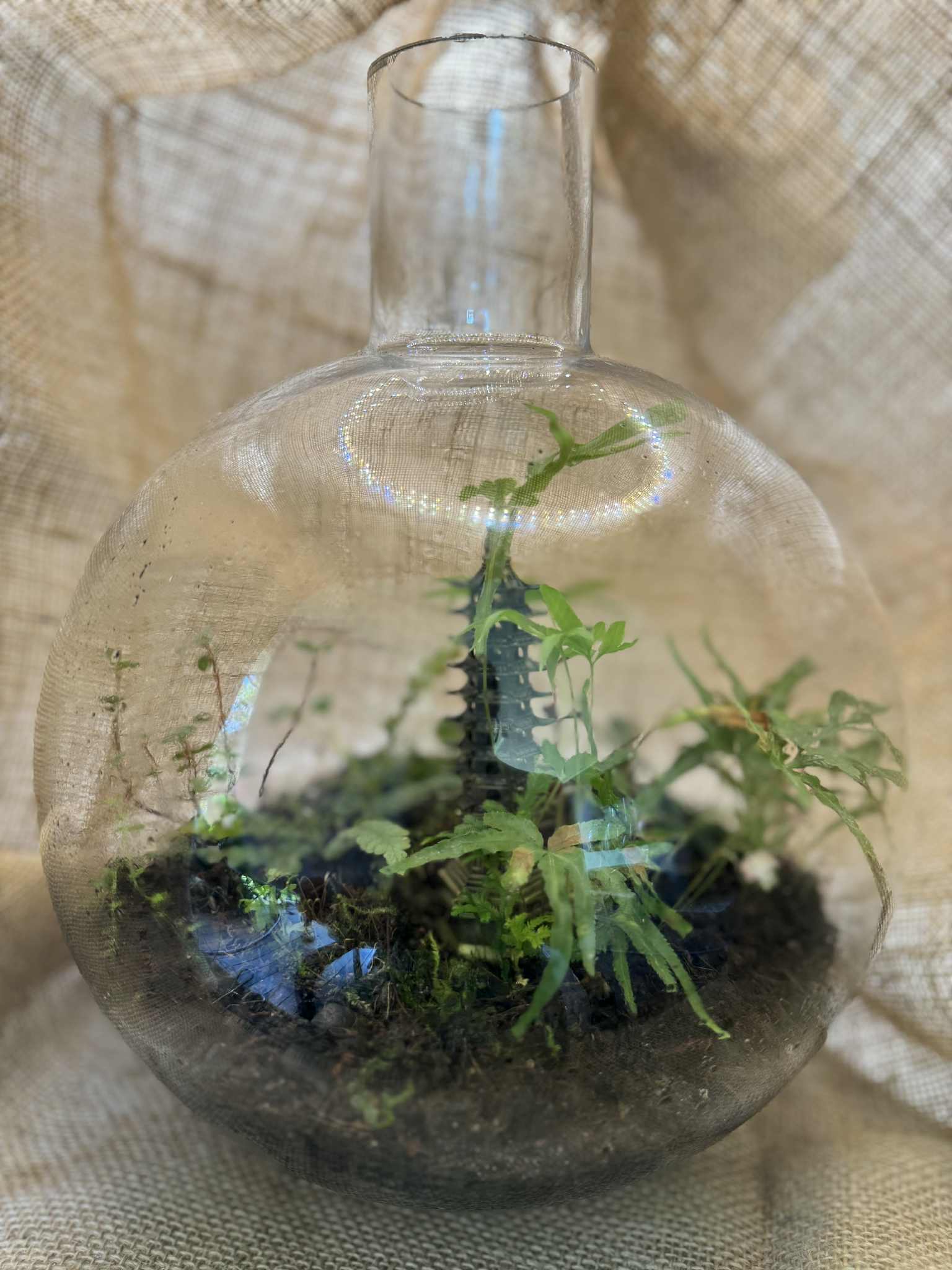 Glass Terrarium with Kodama spirits
