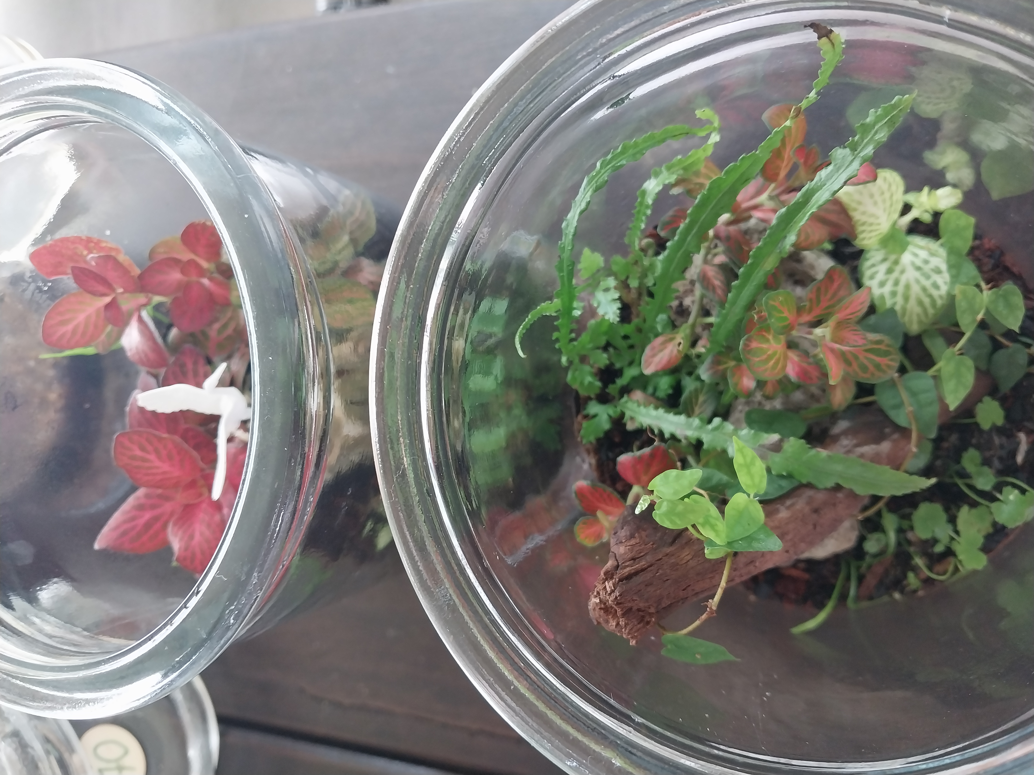 Medium cylinder terrariums 