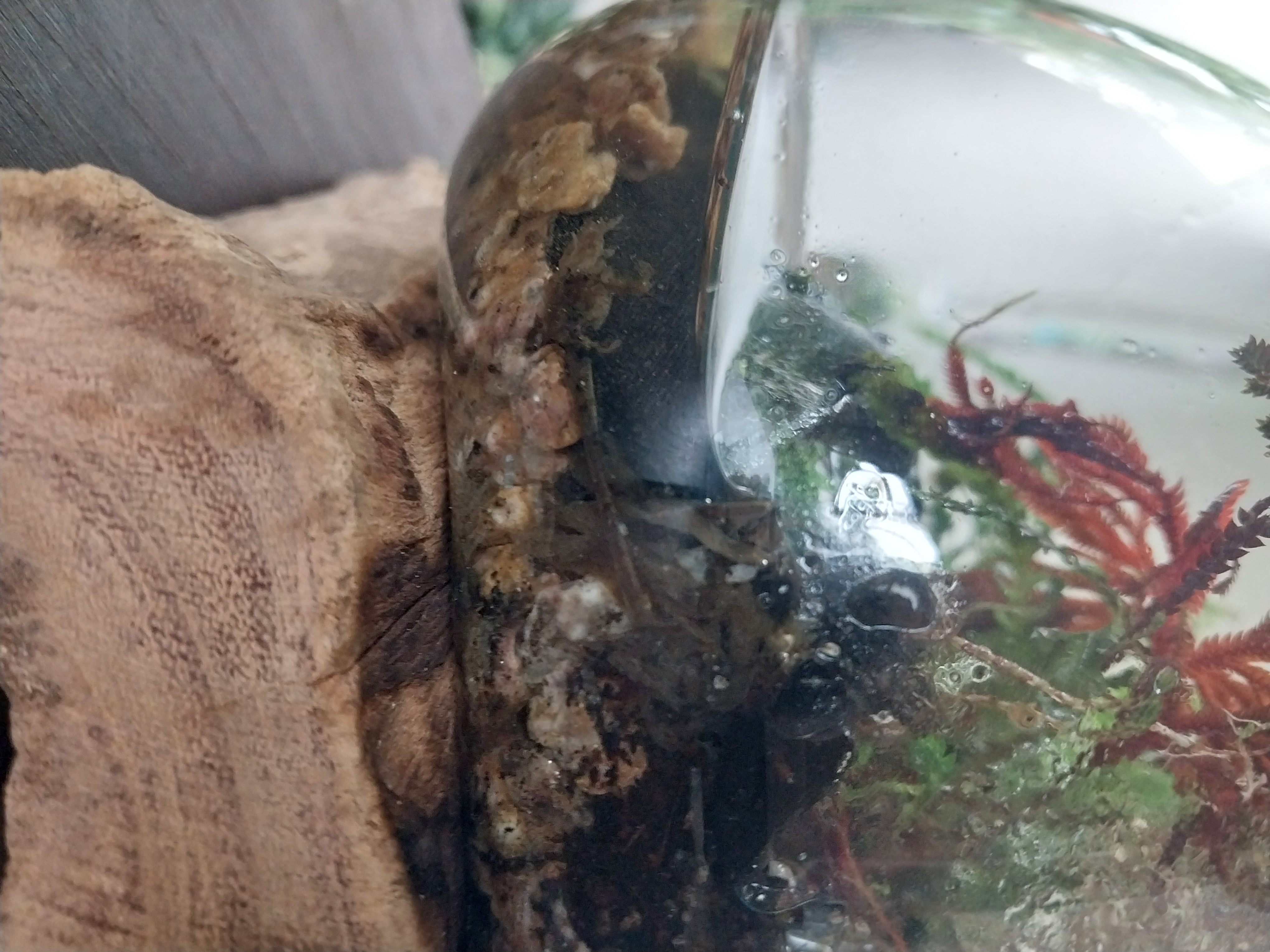 Handmade Glass Paludarium 