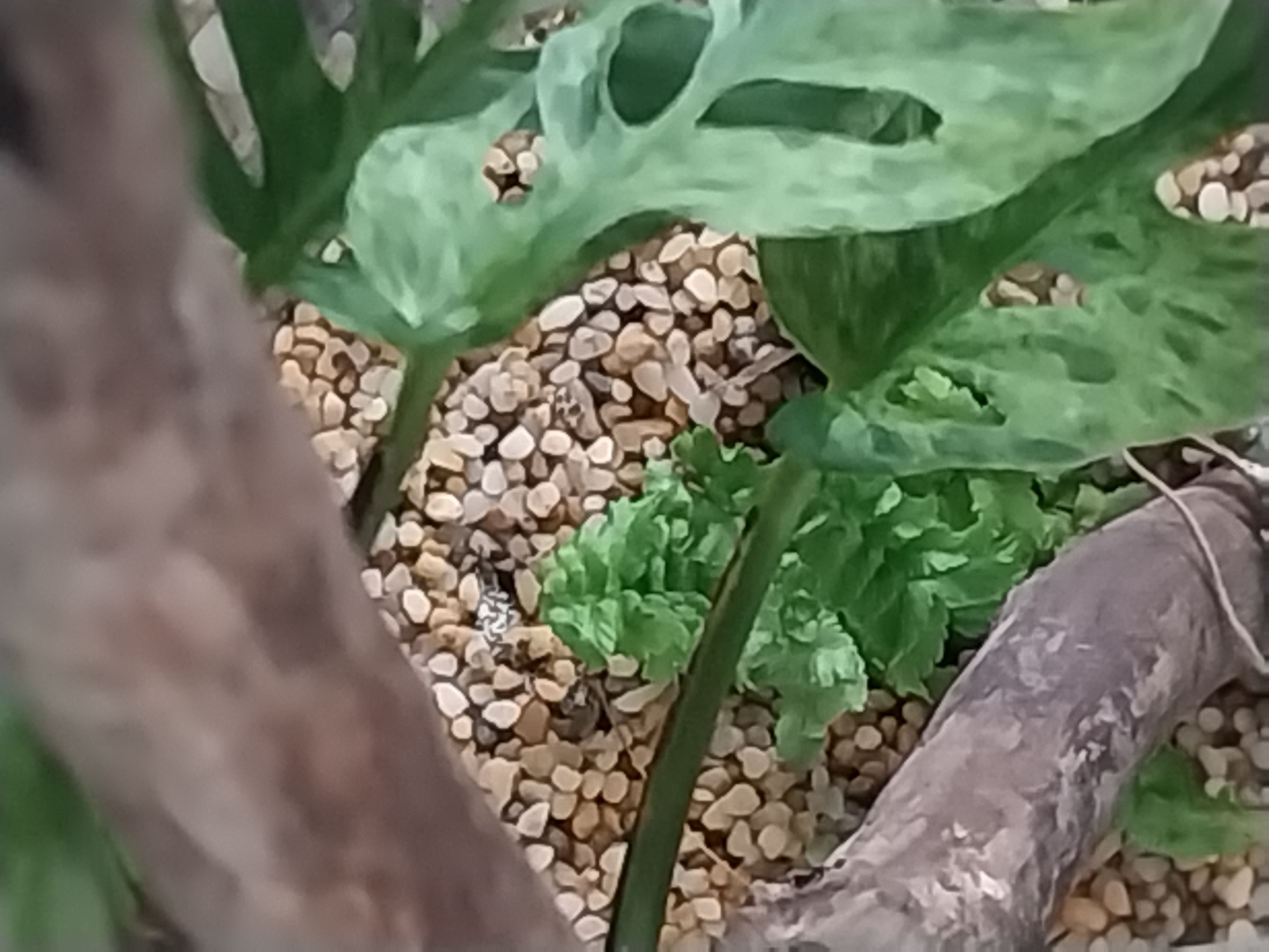 Extra Tall Glass Cylinder Terrariums