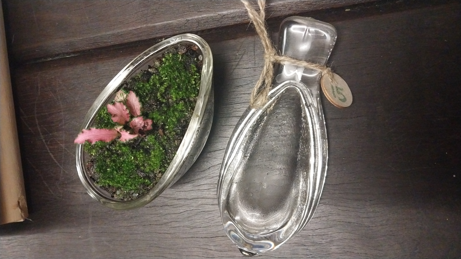 Glass Bird Terrarium
