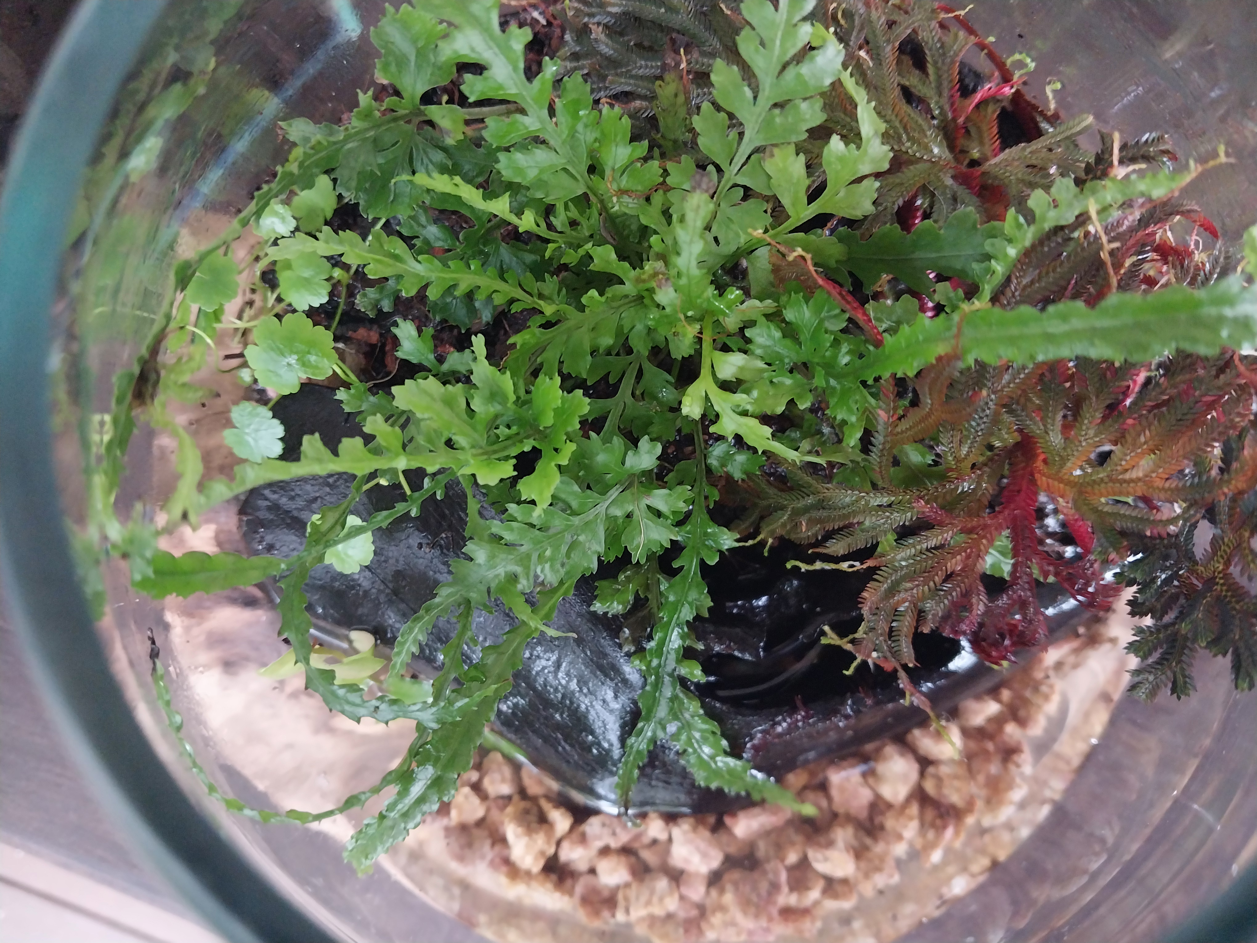 Handmade Glass Paludarium 