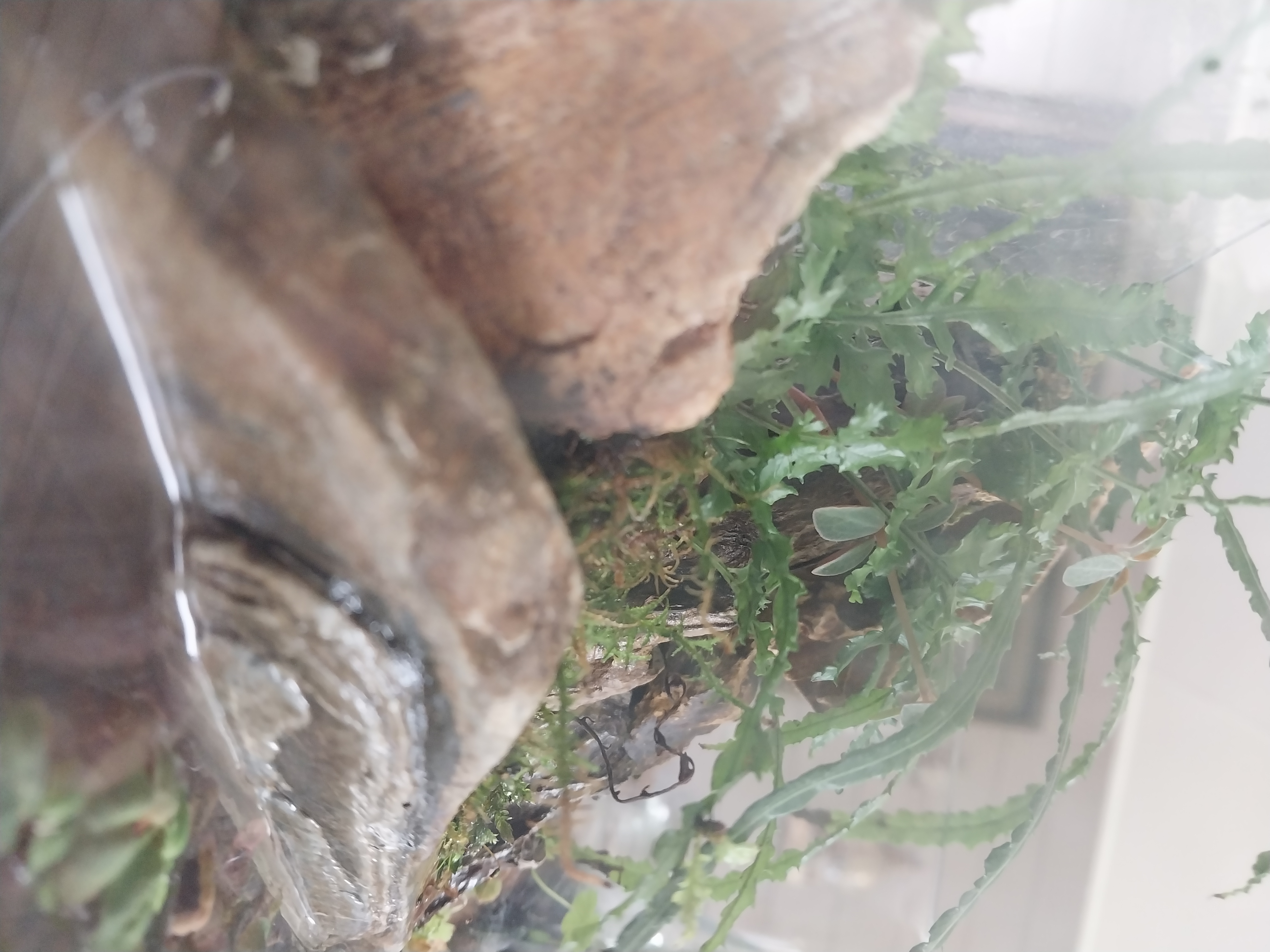 Mini Fish tank Paludarium 