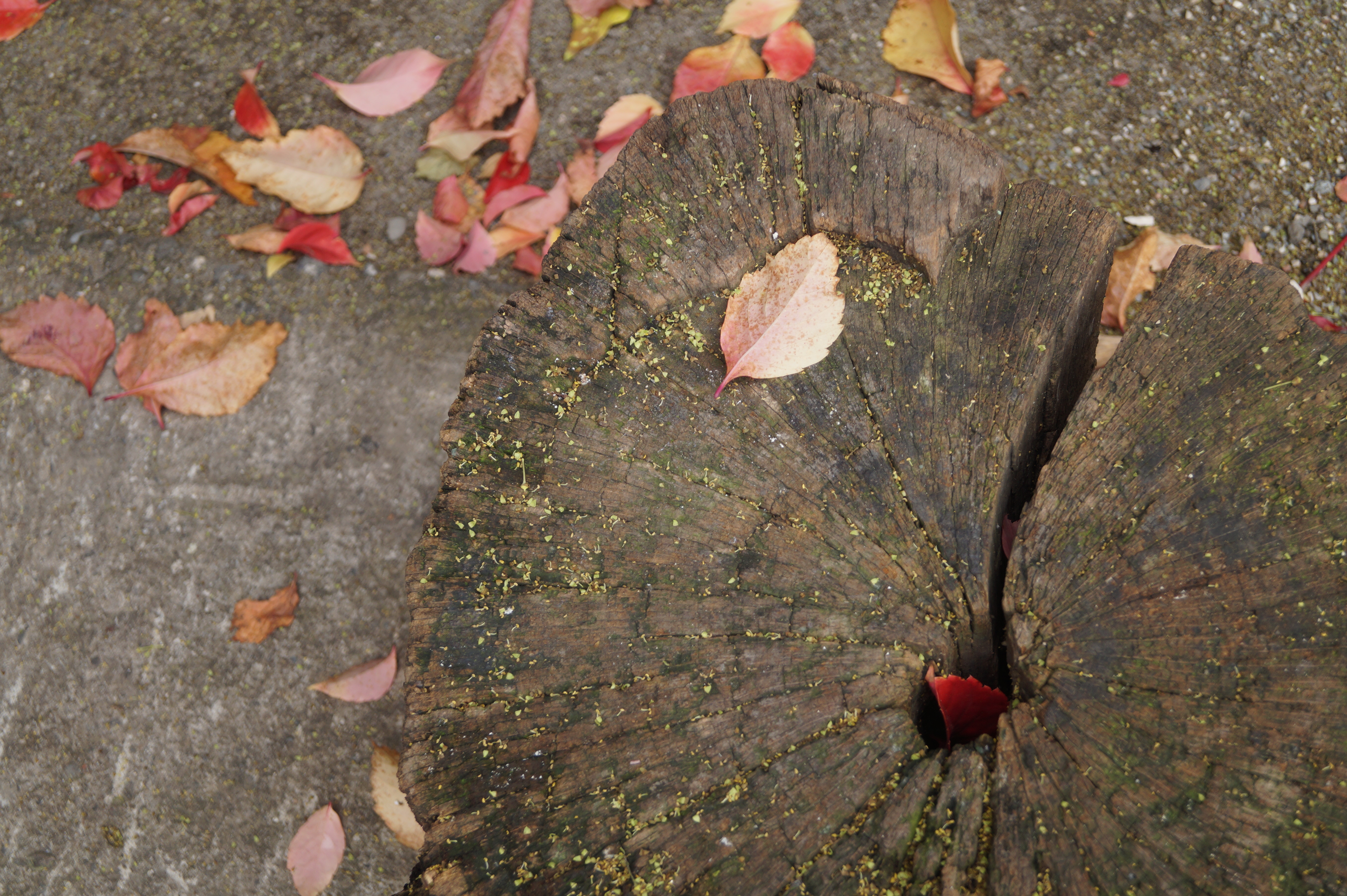 The scent of Fall