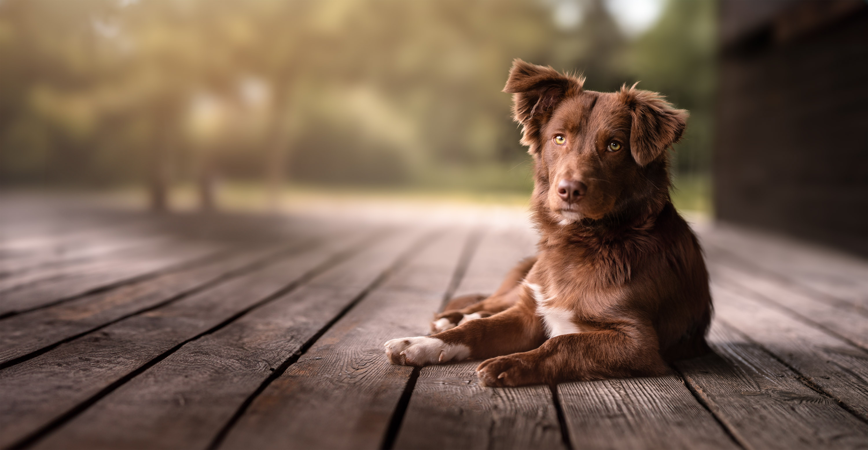 Fotoshooting: „Hunde Portrait“