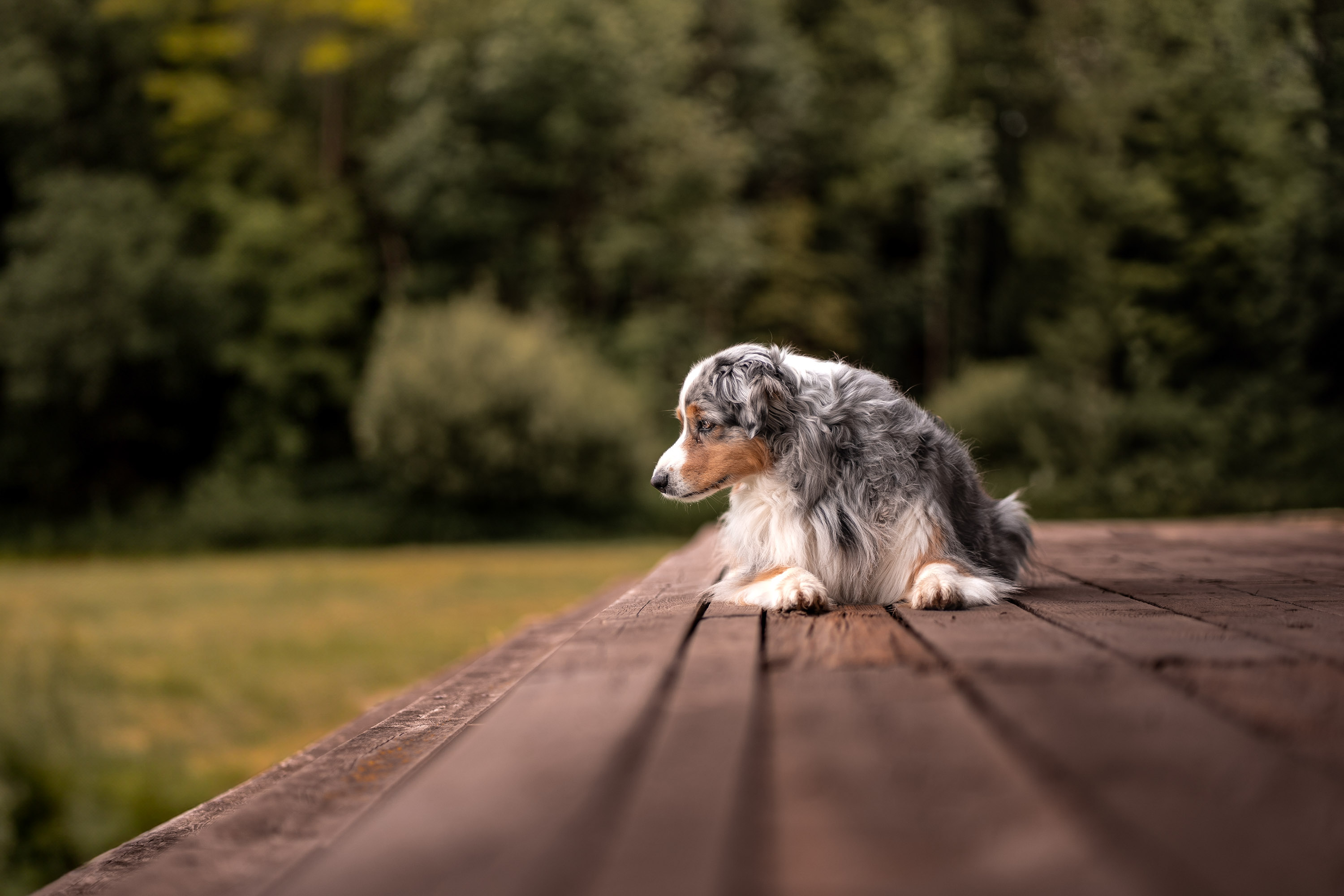 Fotoshooting: „Pawtales Hund“
