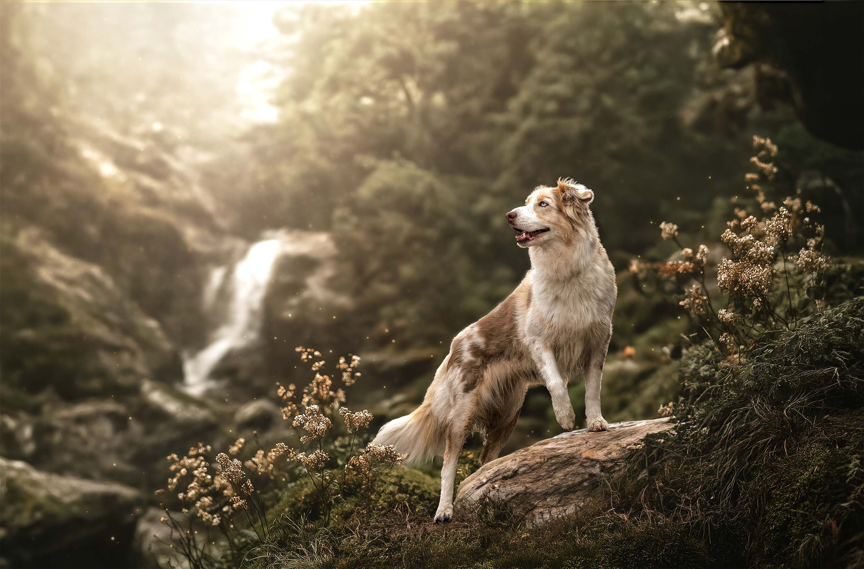 Fotoshooting: „Pawtales Hund“