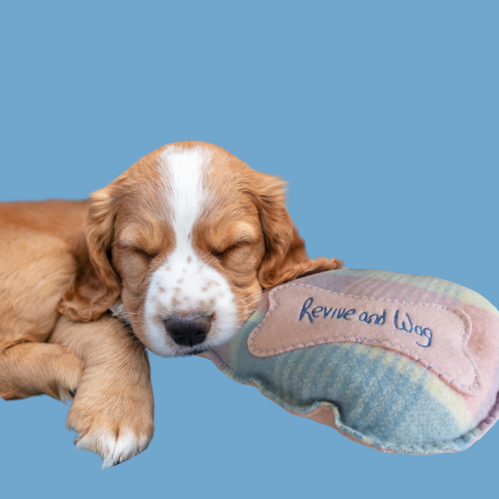Pooch Pillow multi-coloured