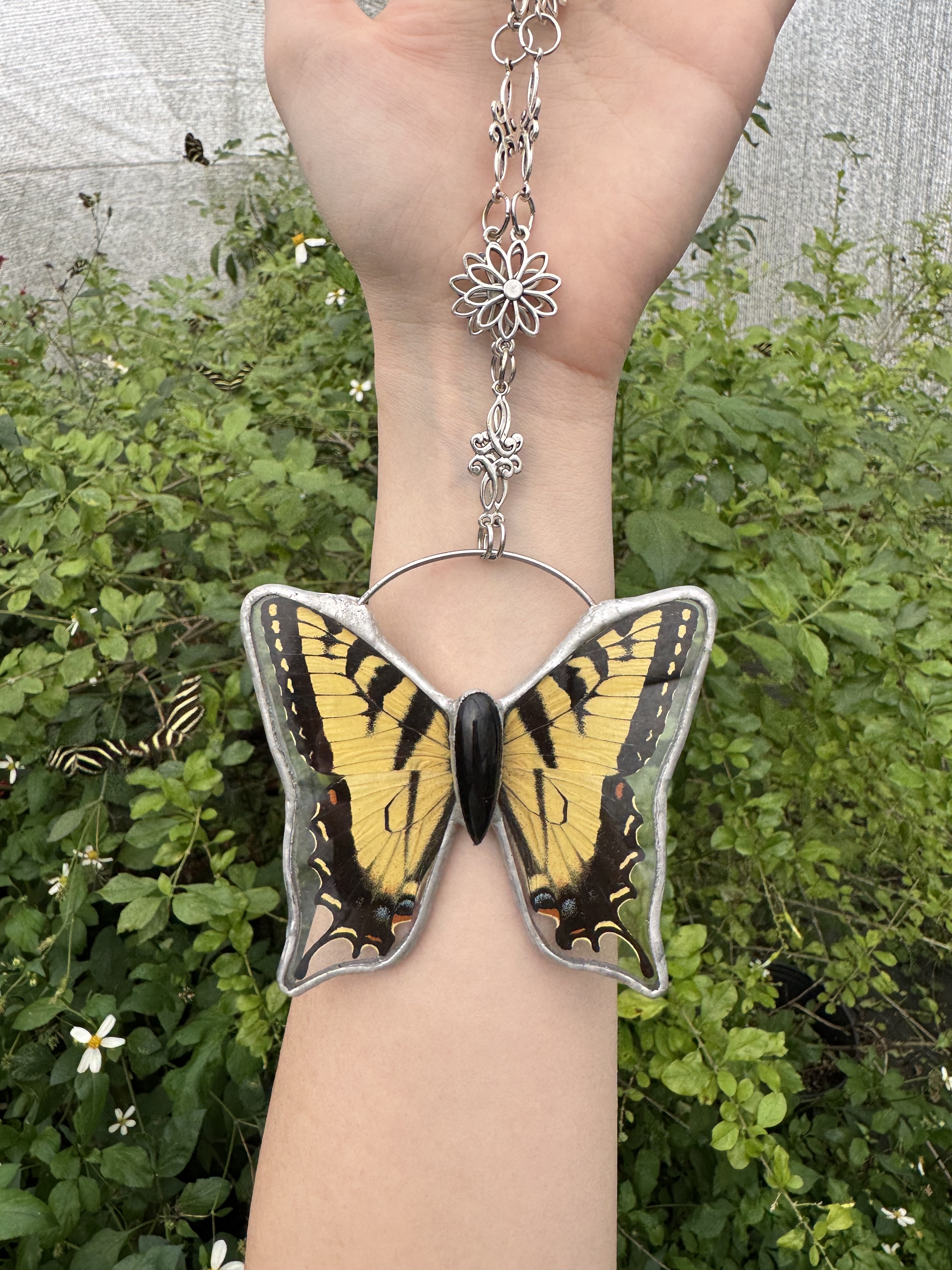 Easter Tiger Swallowtail 