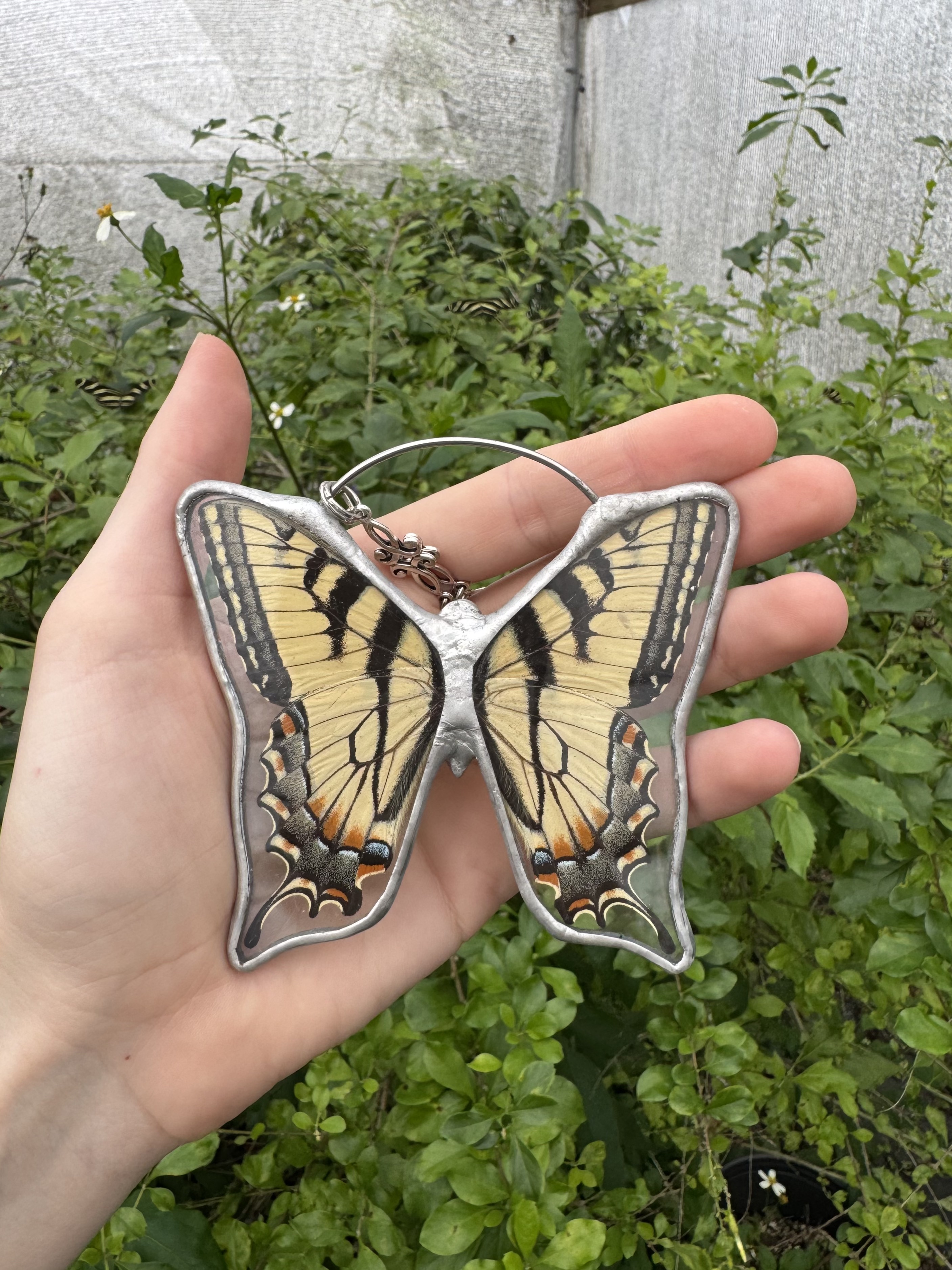 Easter Tiger Swallowtail 