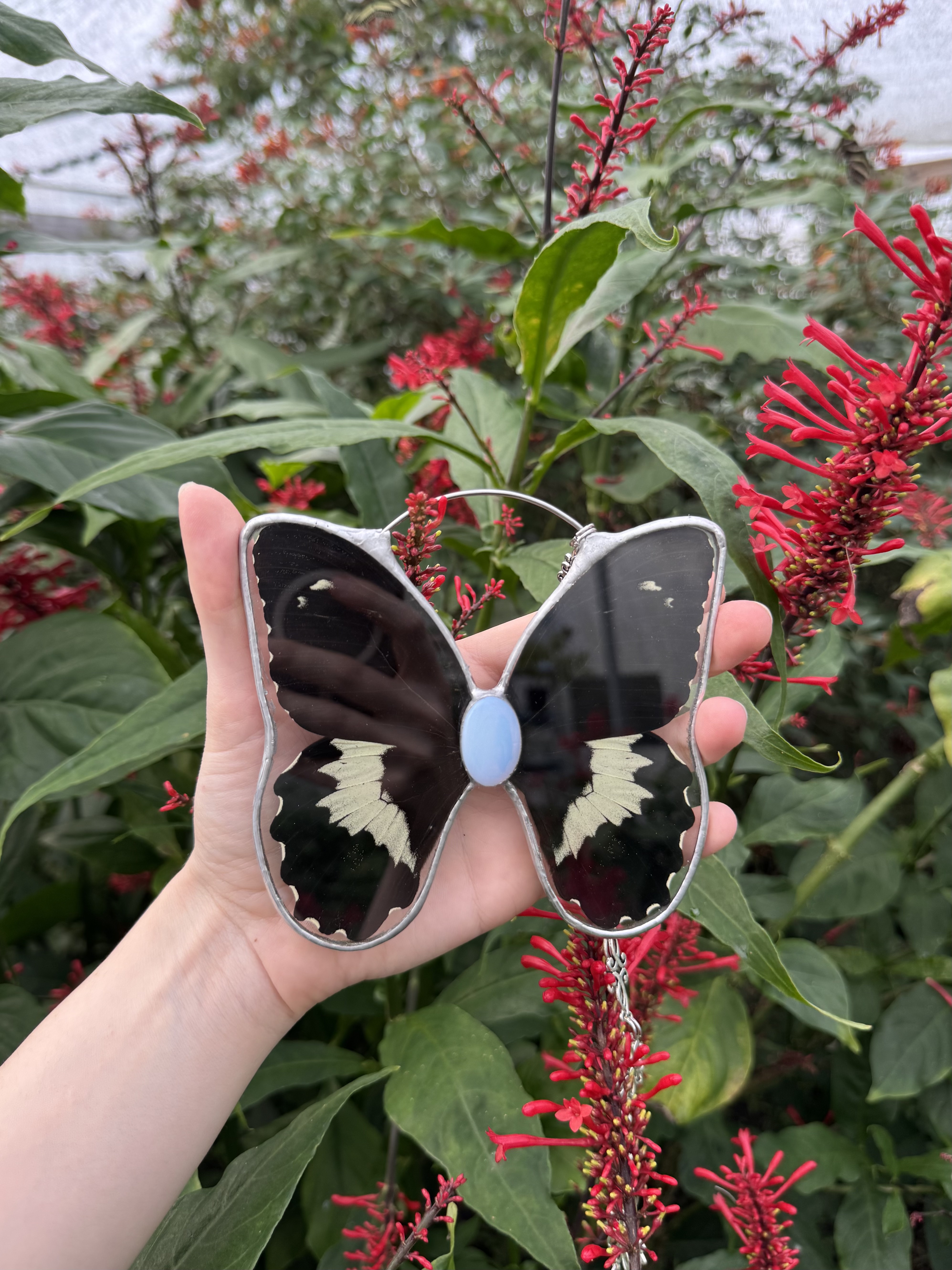 XL Swallowtail Butterfly 