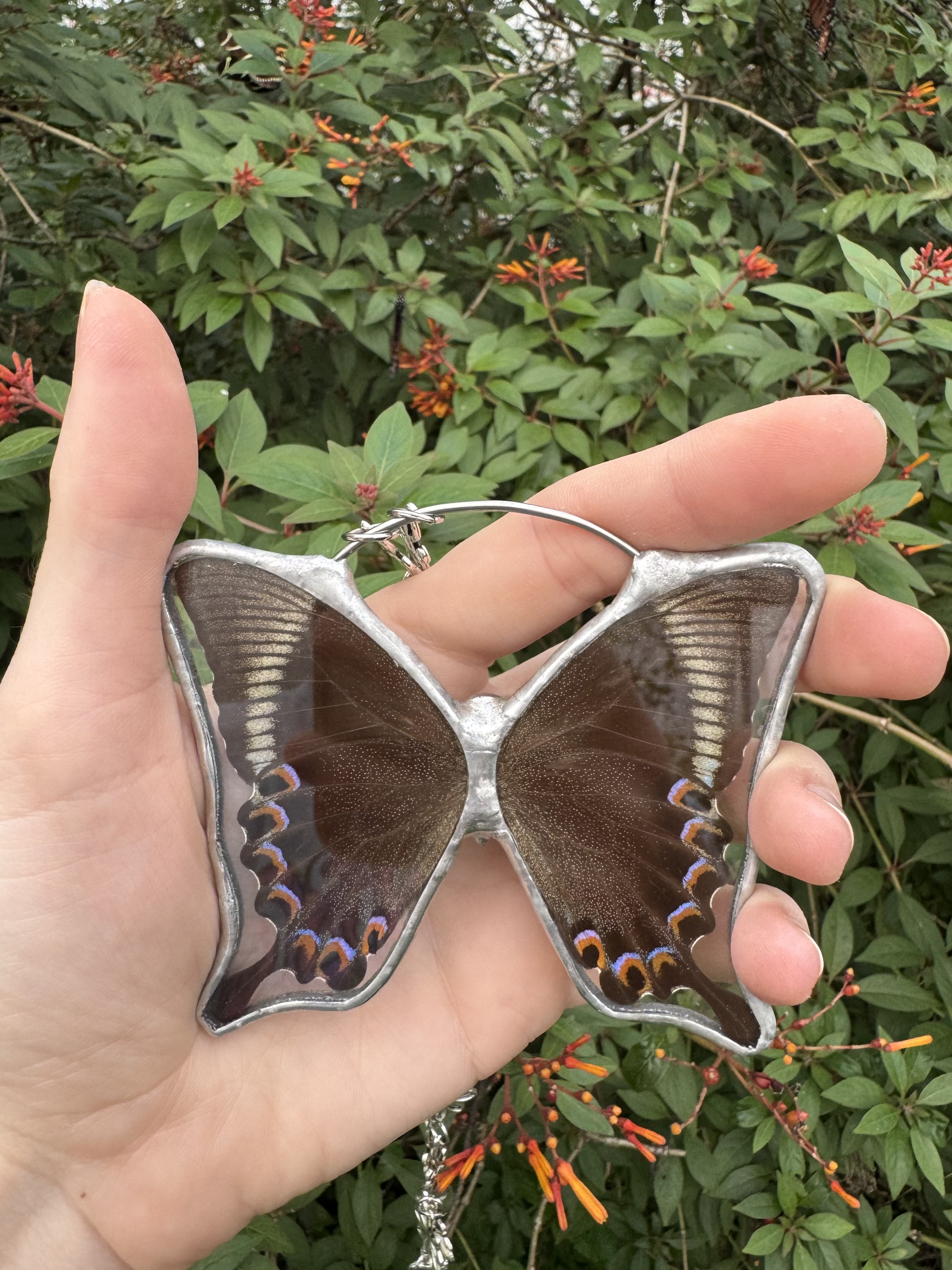 Jungle Jade Swallowtail