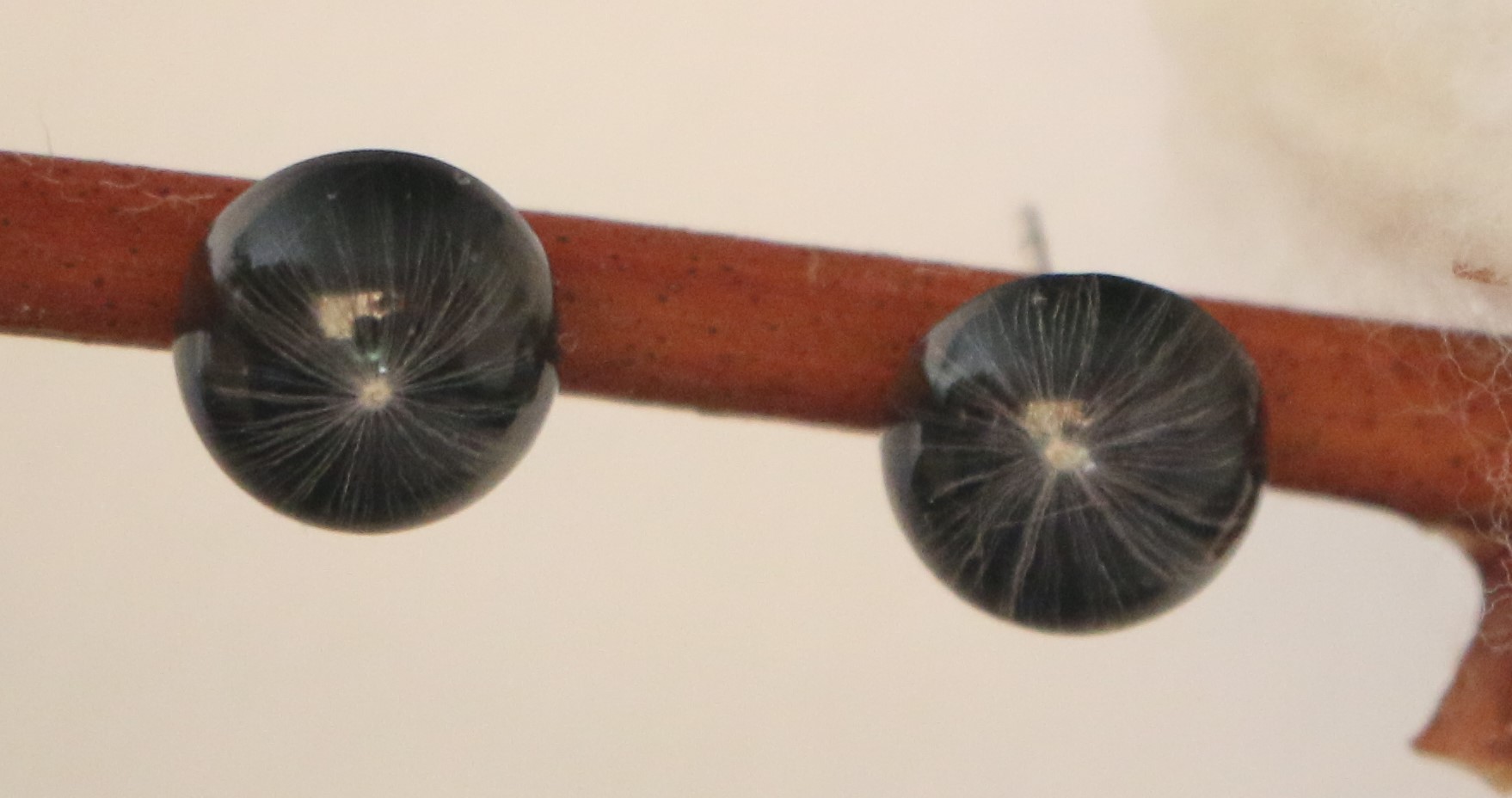 Graines de Pissenlit