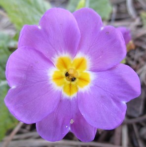Boucles d'oreilles Primevère doublée fermoir Zamak doré