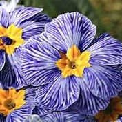 Boucles d'oreilles Primevère zébré dormeuse or 14k