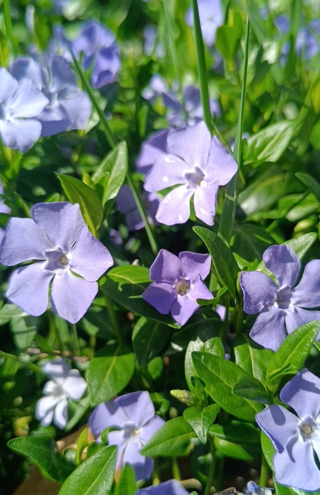 Boucles d'oreilles Pervenche violette Créole 20mm Argent 925